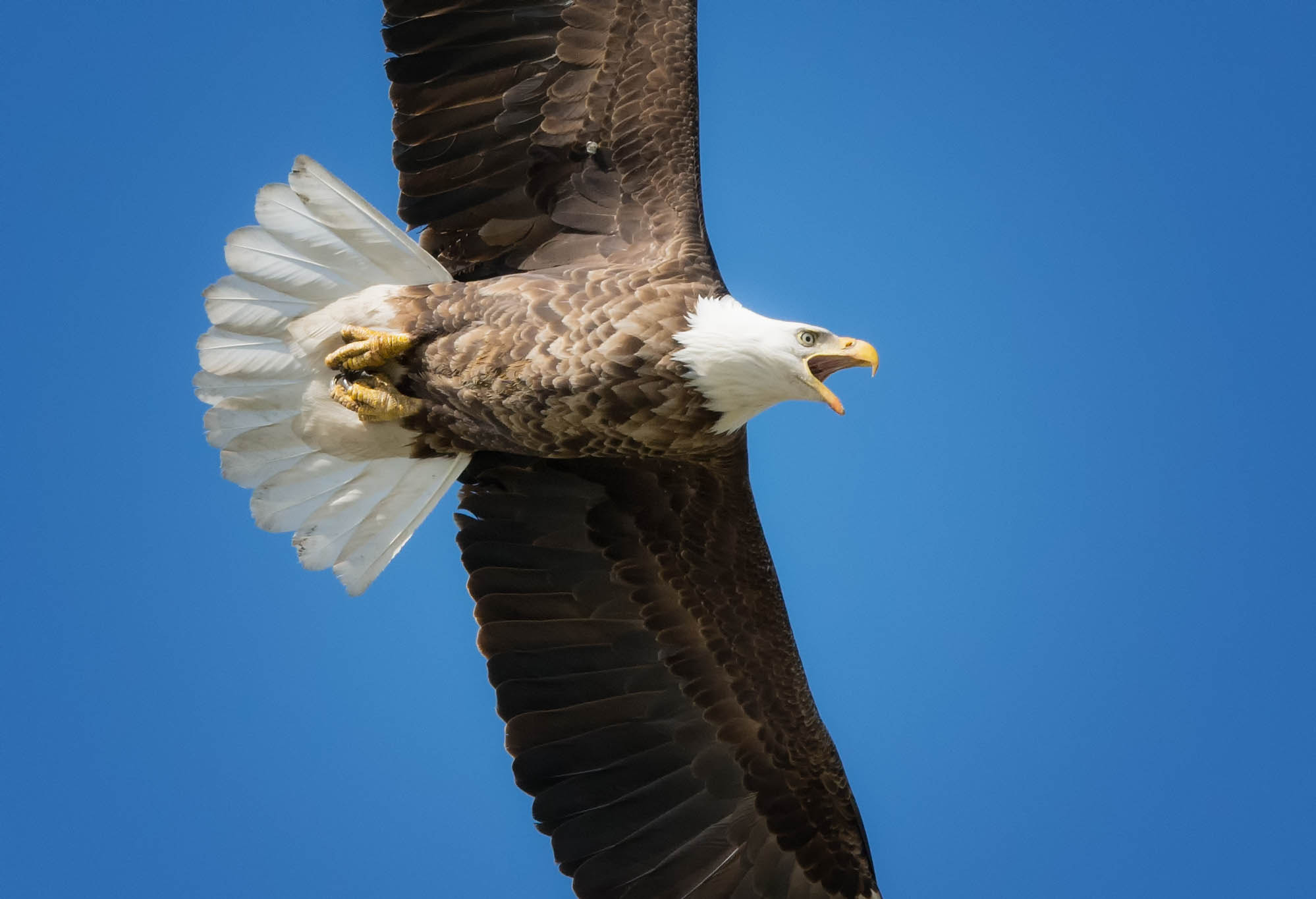 Nikon D7100 + Sigma 150-500mm F5-6.3 DG OS HSM sample photo. Bald eagle photography