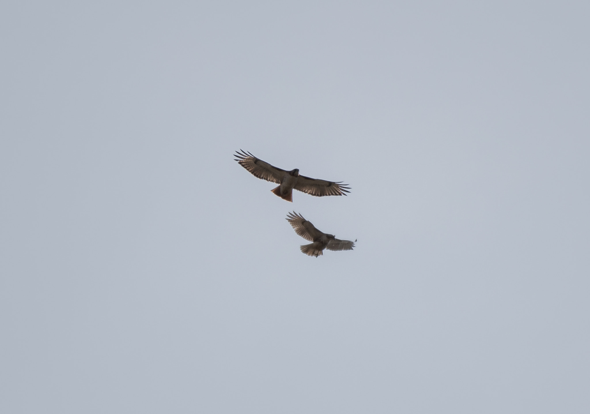Nikon AF-S Nikkor 200-500mm F5.6E ED VR sample photo. Dsc photography