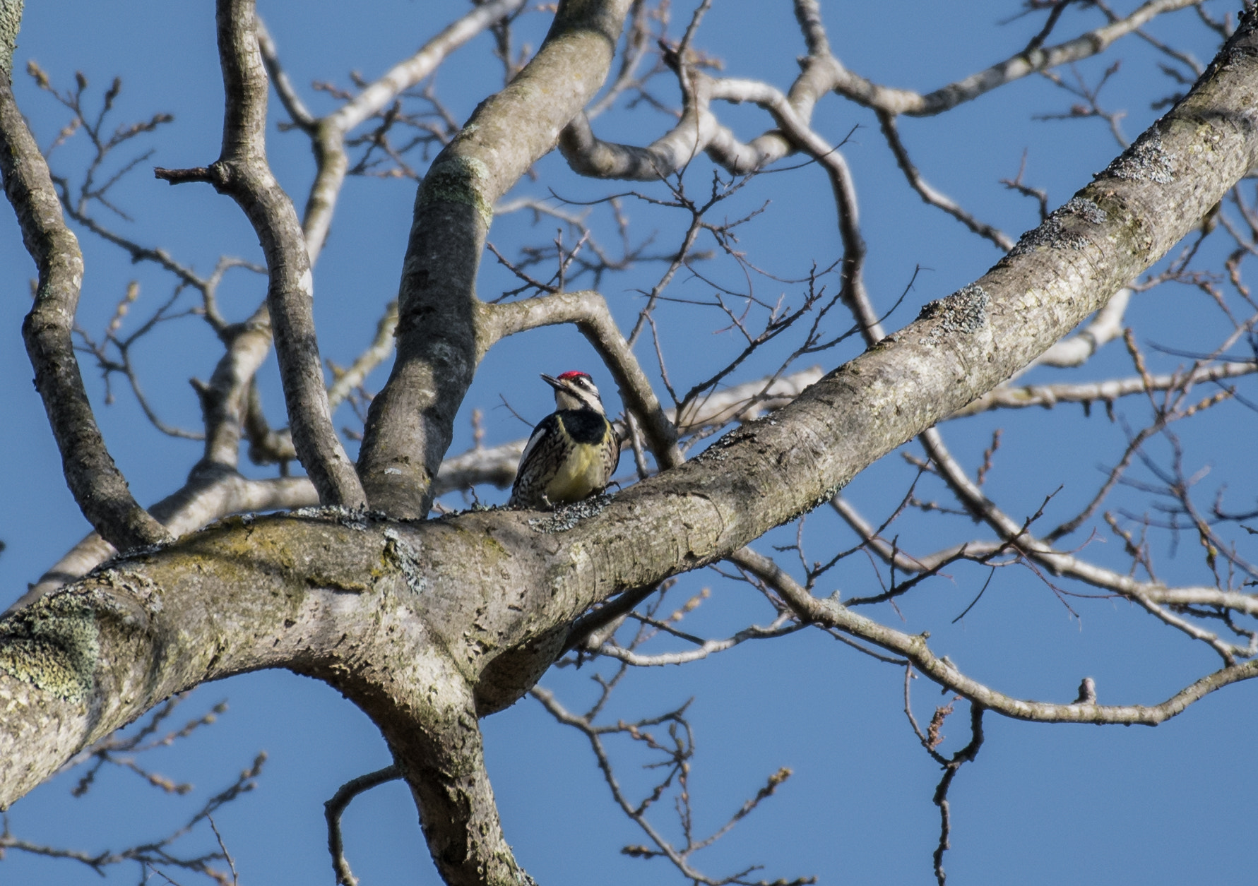 Nikon AF-S Nikkor 200-500mm F5.6E ED VR sample photo. Dsc photography