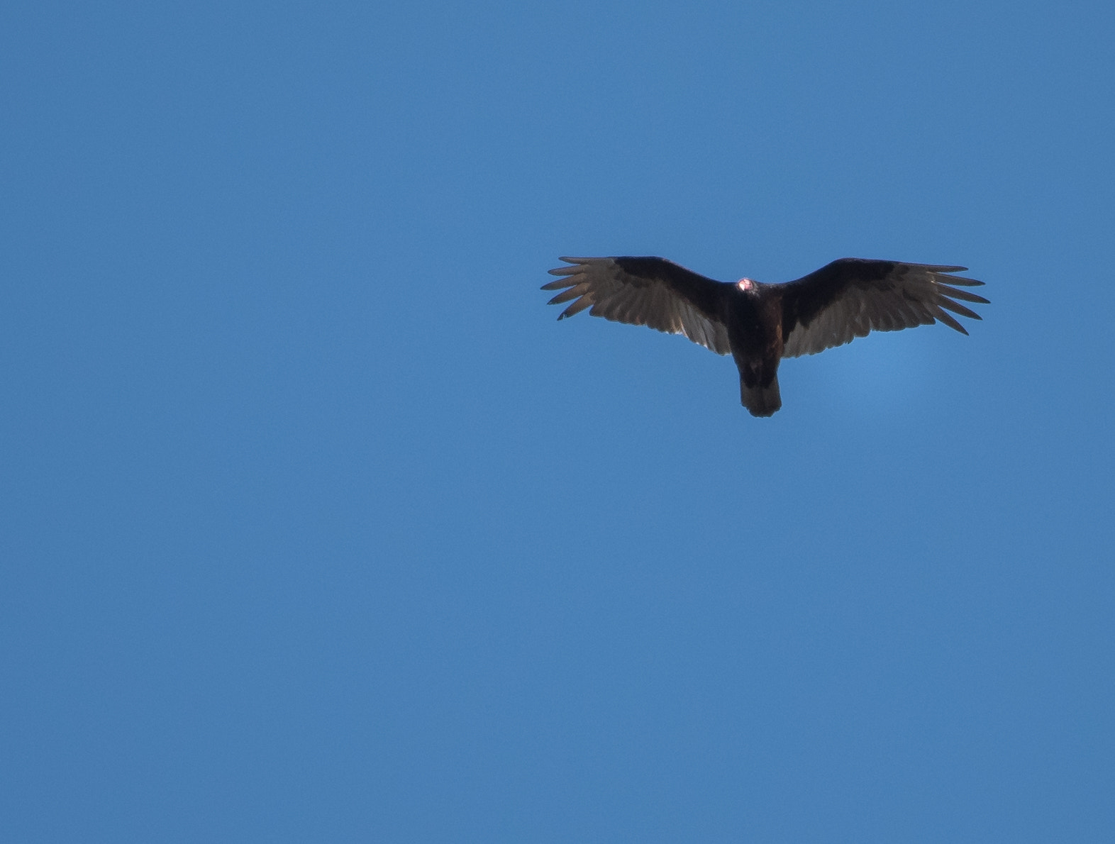 Nikon AF-S Nikkor 200-500mm F5.6E ED VR sample photo. Dsc photography