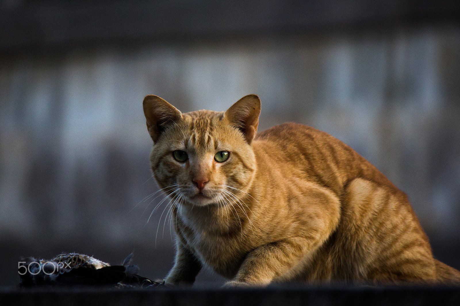 Canon EF-S 55-250mm F4-5.6 IS II sample photo. Killer eyes photography