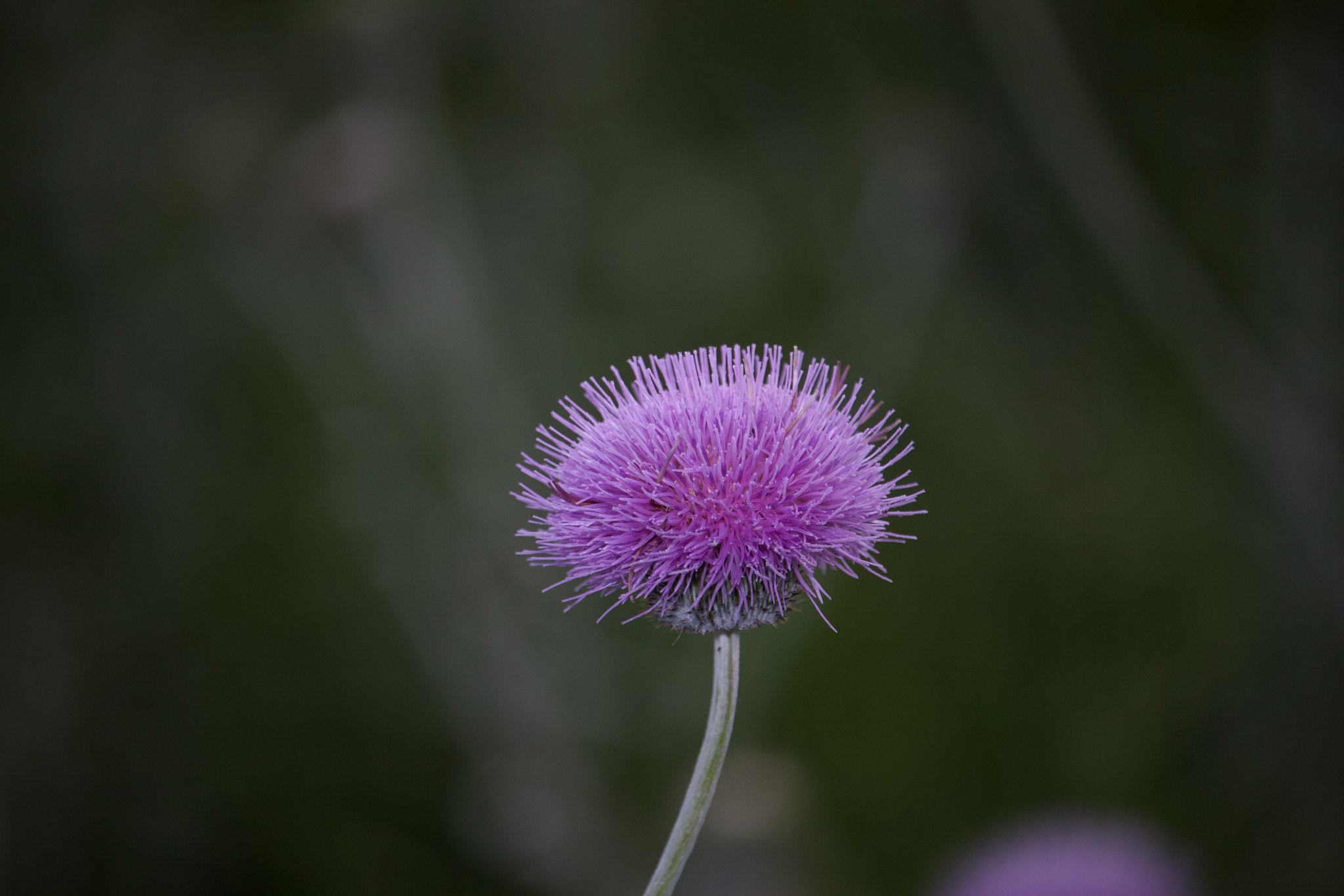 Canon EF-S 55-250mm F4-5.6 IS STM sample photo. Img photography