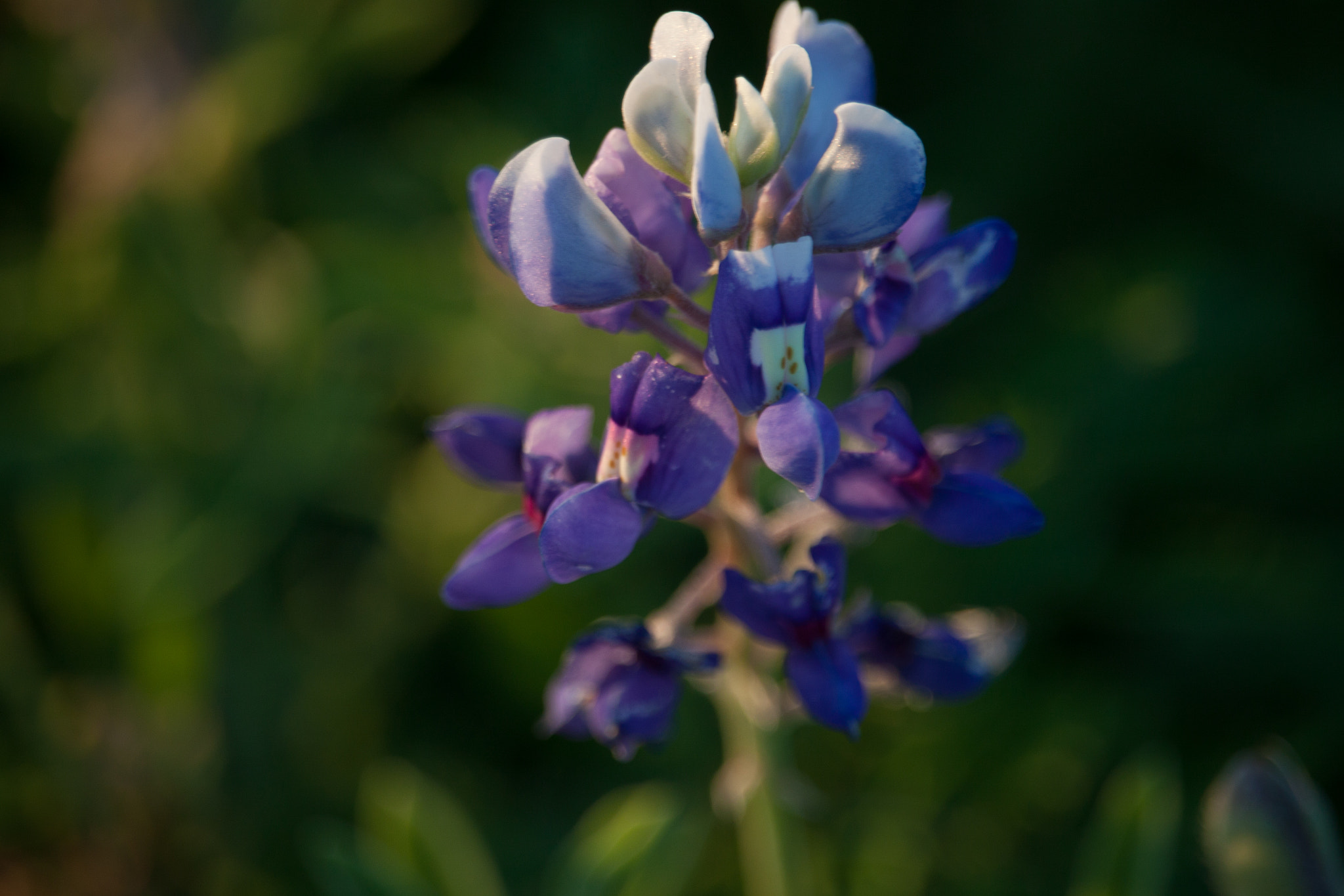 Canon EF-S 55-250mm F4-5.6 IS STM sample photo. Img photography