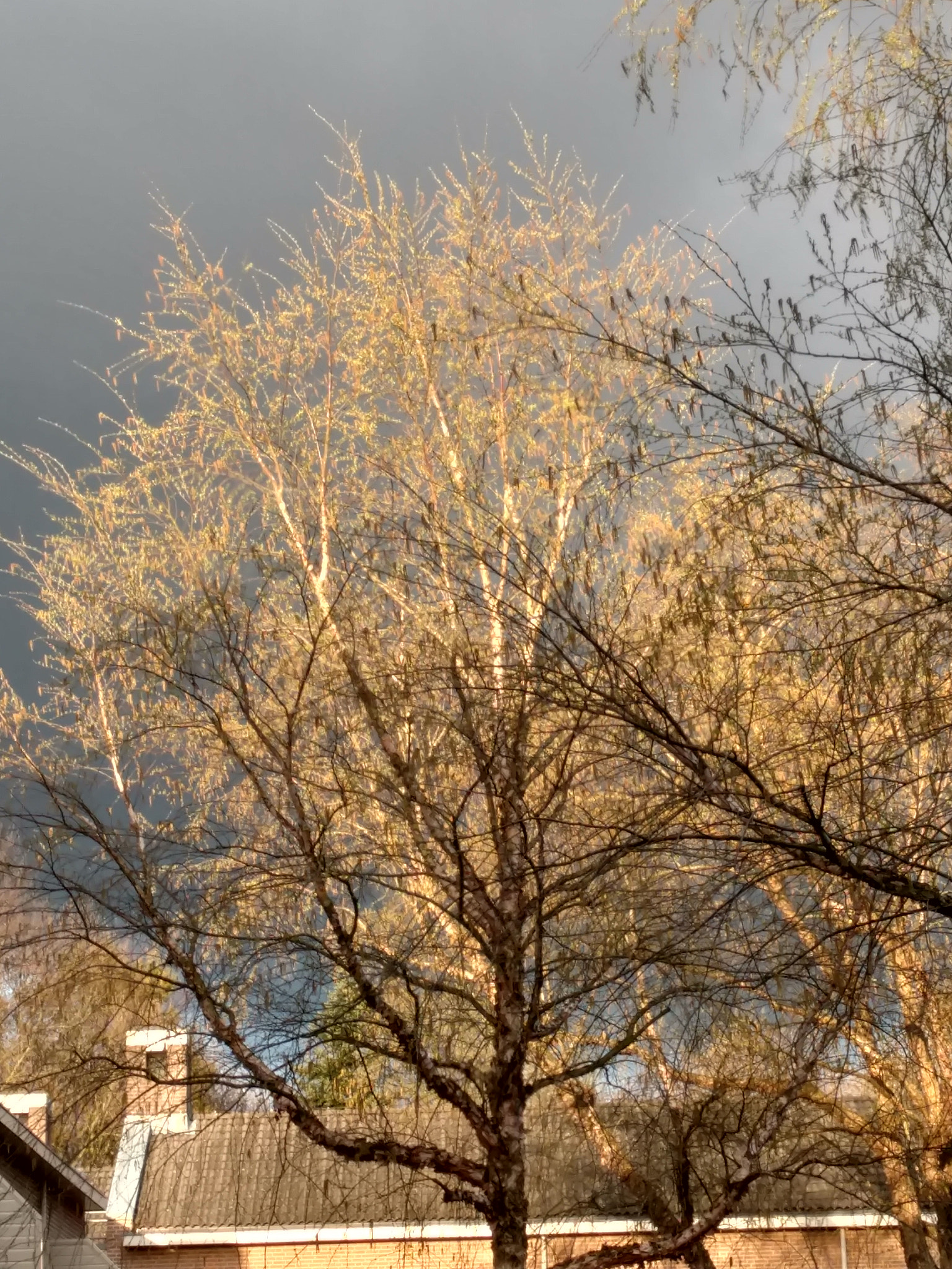 Motorola Moto X Style sample photo. Golden tree photography