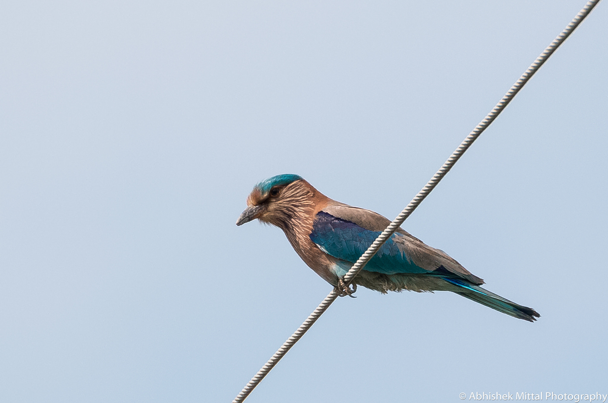 Canon EOS 70D sample photo. Img_indian_roller photography