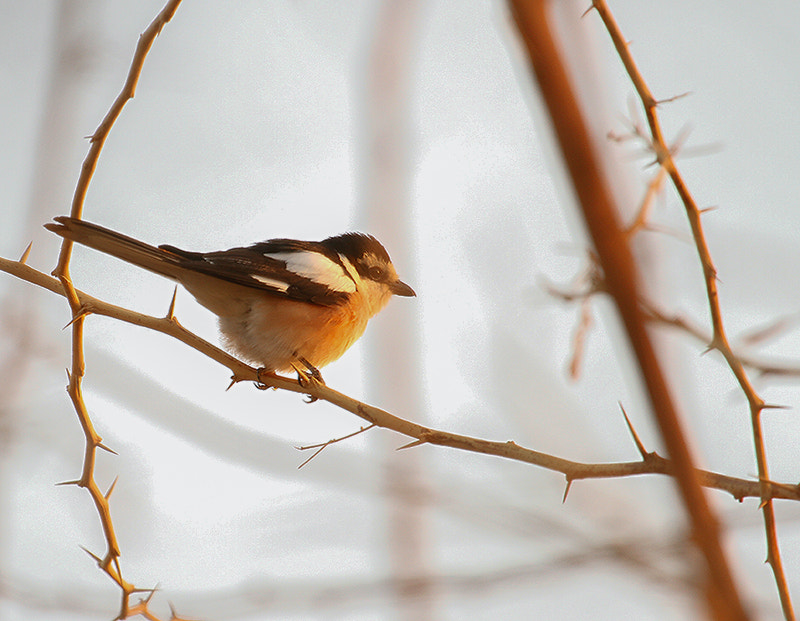 Canon EF 100-400mm F4.5-5.6L IS USM sample photo
