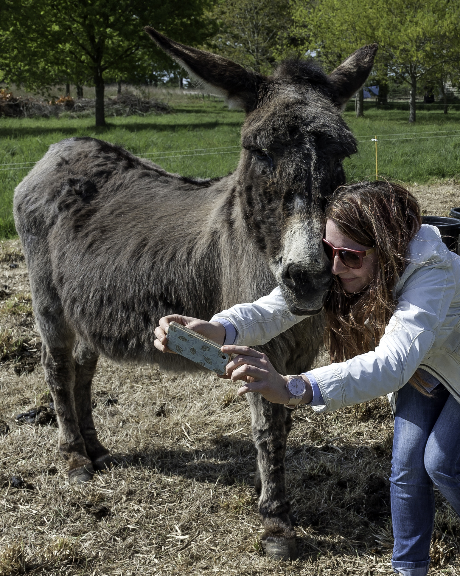 Nikon AF-S Nikkor 24-70mm F2.8G ED sample photo. My donkeys photography