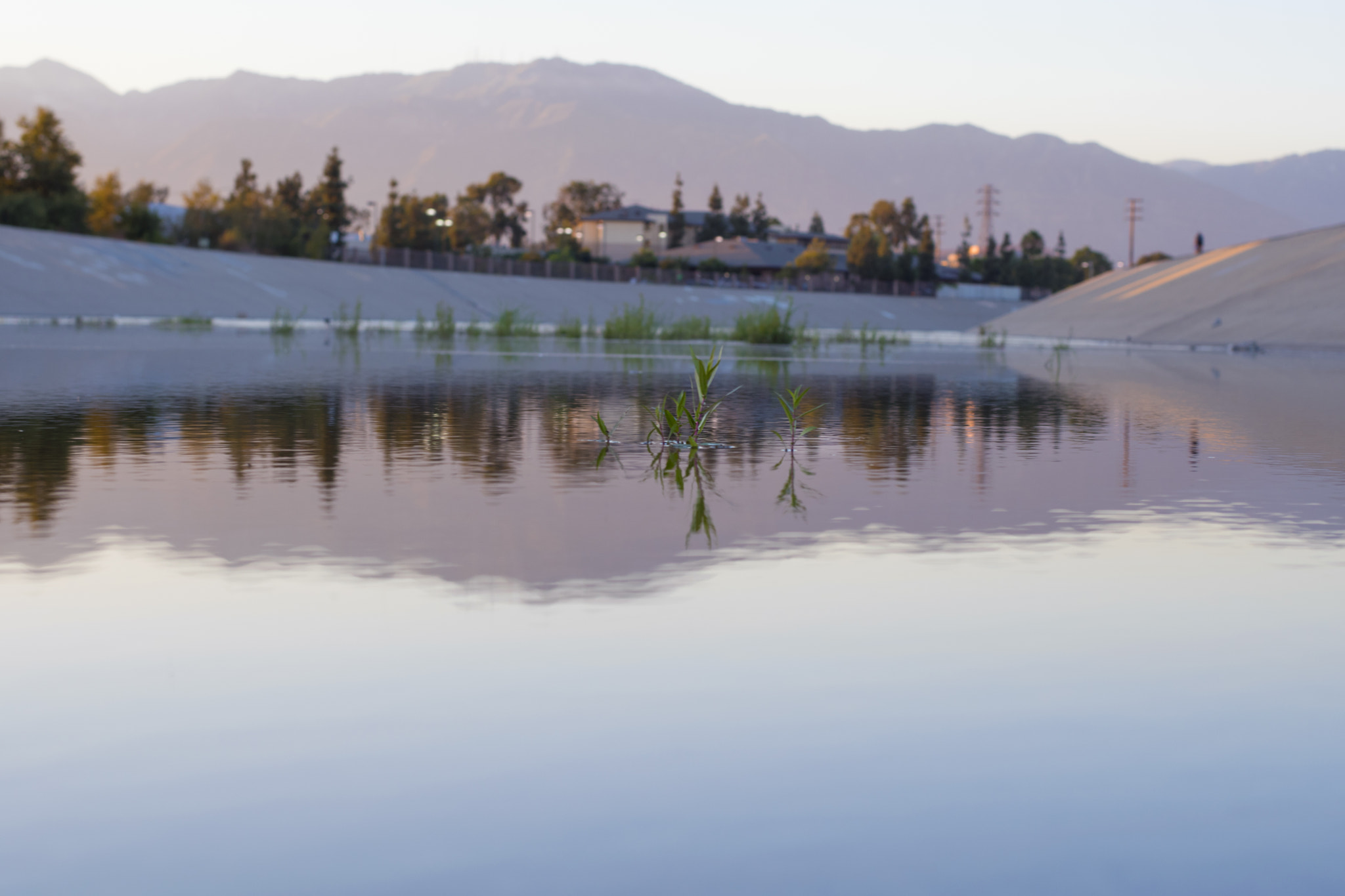 Nikon D5500 + Nikon AF-S Nikkor 50mm F1.8G sample photo. Grass in the water photography