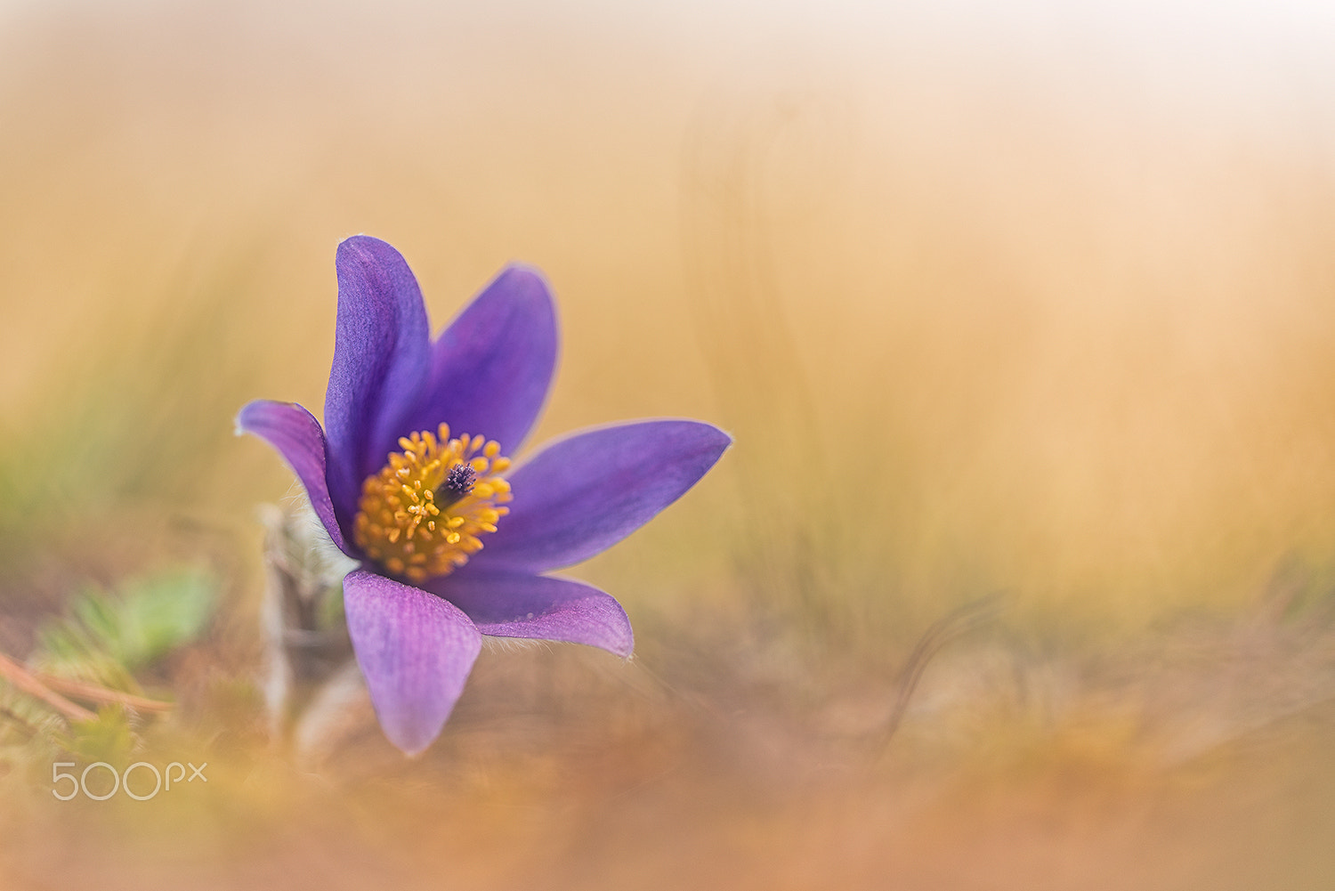 Sigma 150mm F2.8 EX DG Macro HSM sample photo. Pulsatilla vulgaris photography