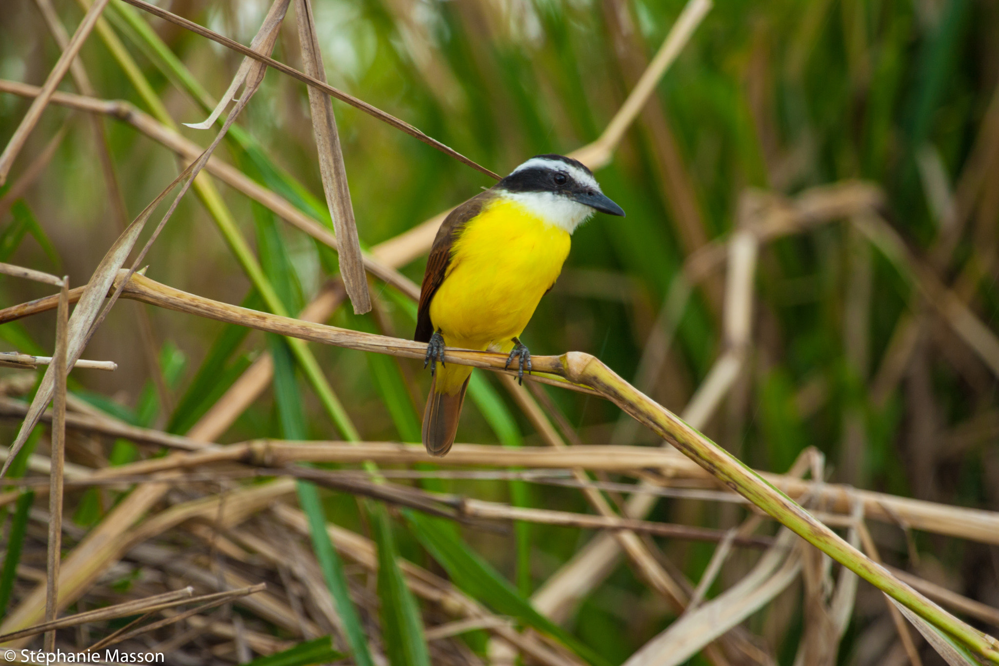Canon EF 100-400mm F4.5-5.6L IS USM sample photo. Little bird photography