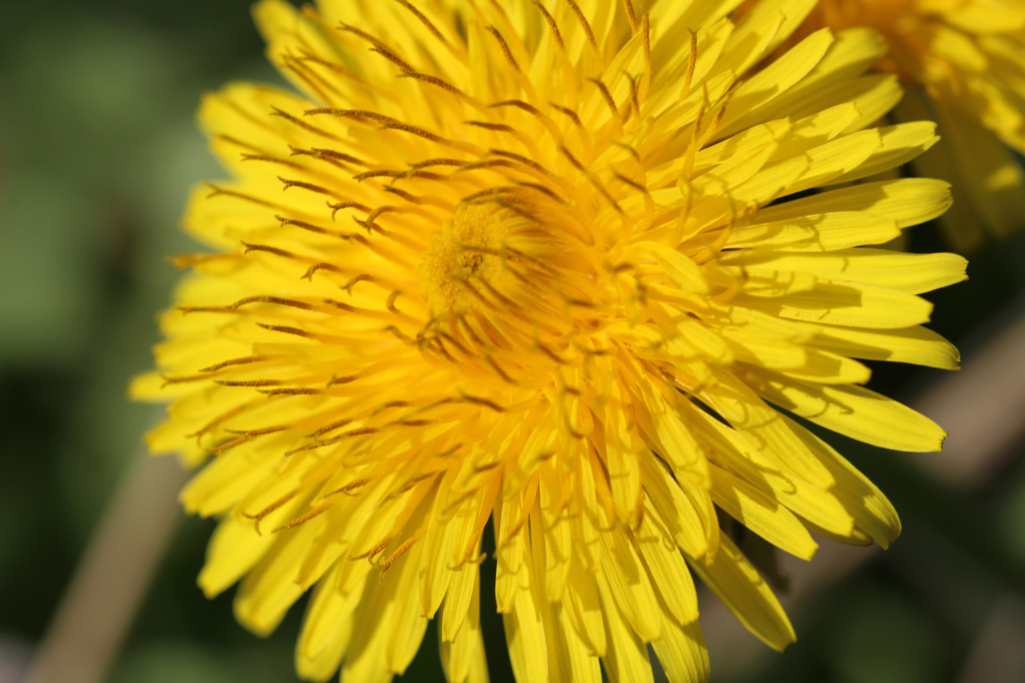 Canon EF 100mm F2.8 Macro USM sample photo. Closeup dandelion photography