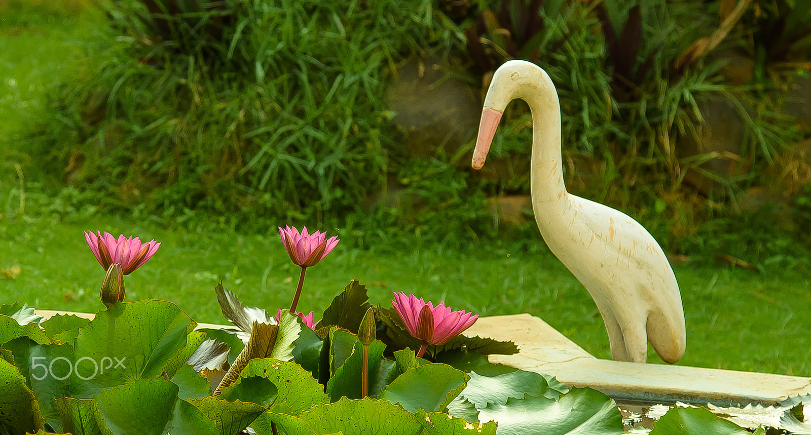 Nikon D810 sample photo. The tale of a bird & three water-lilies photography