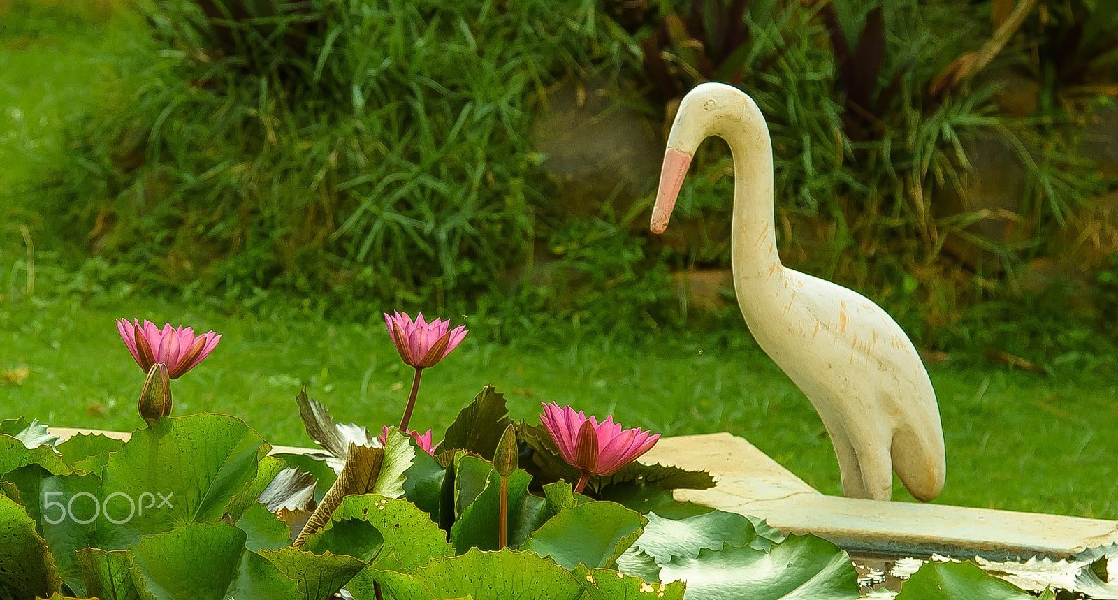 Nikon AF-S Nikkor 24-120mm F4G ED VR sample photo. The tale of a bird & three water-lilies photography