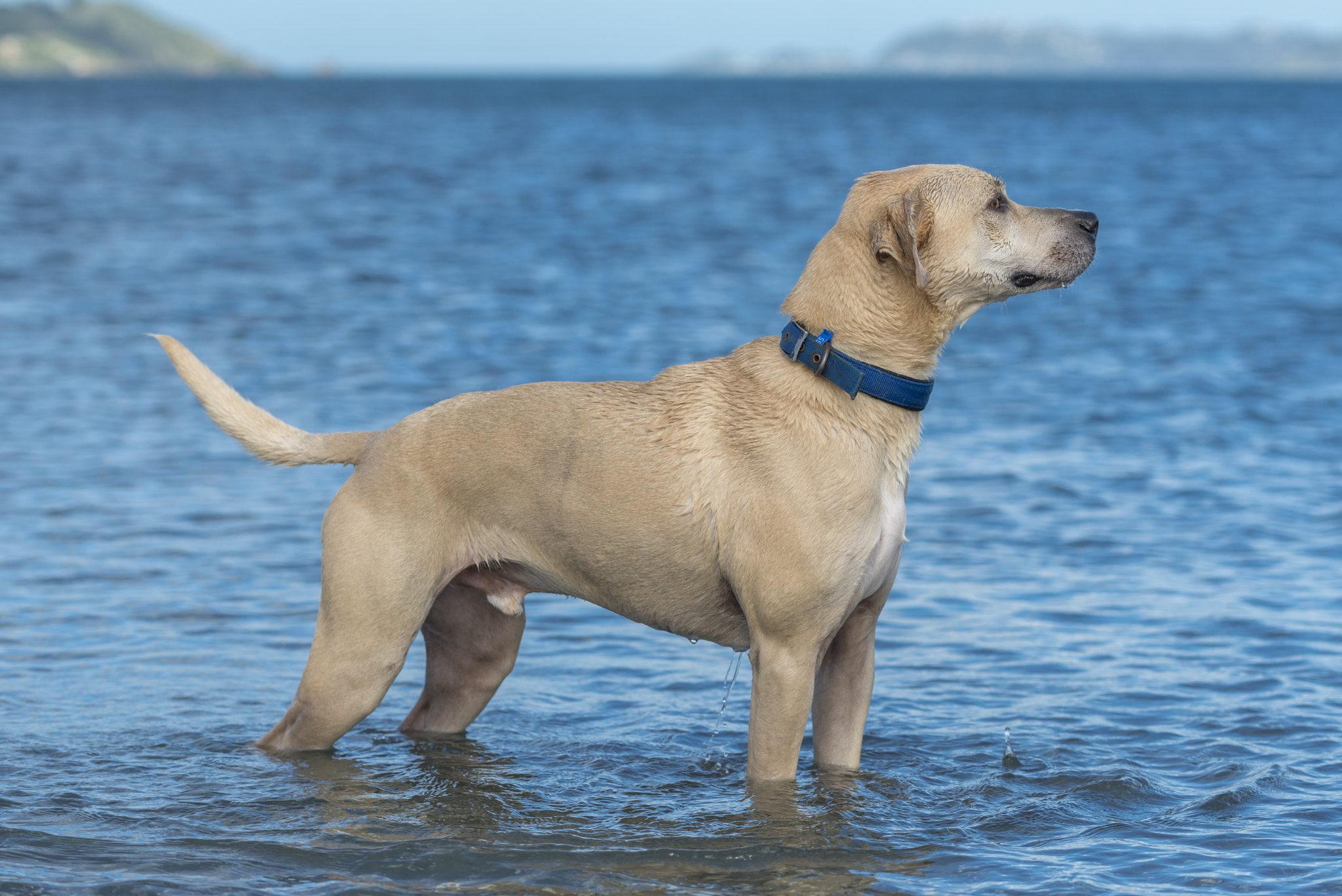Nikon AF-S Nikkor 70-200mm F4G ED VR sample photo. Dog standing in water photography