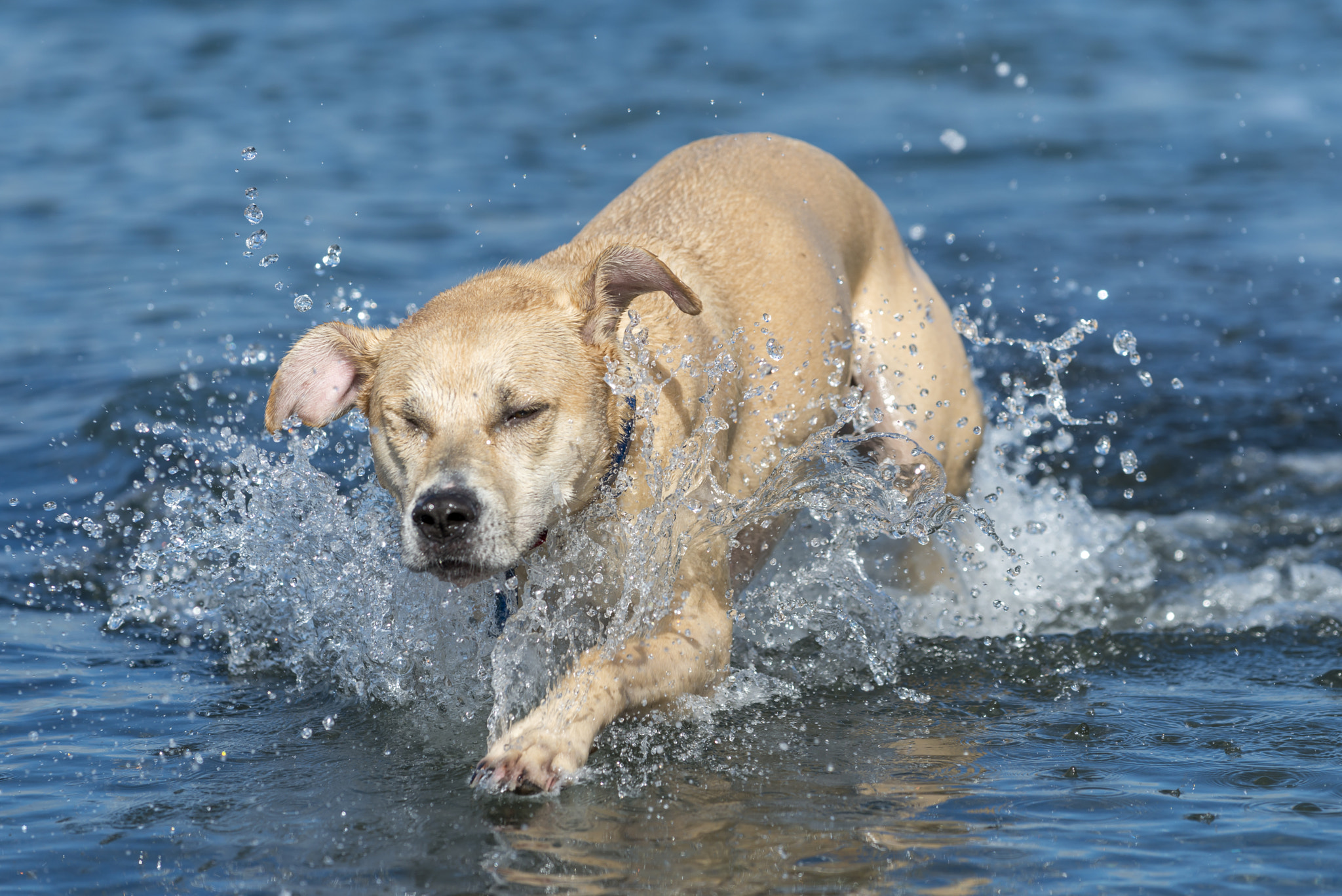 Nikon D800 + Nikon AF-S Nikkor 70-200mm F4G ED VR sample photo. Dog running through water photography