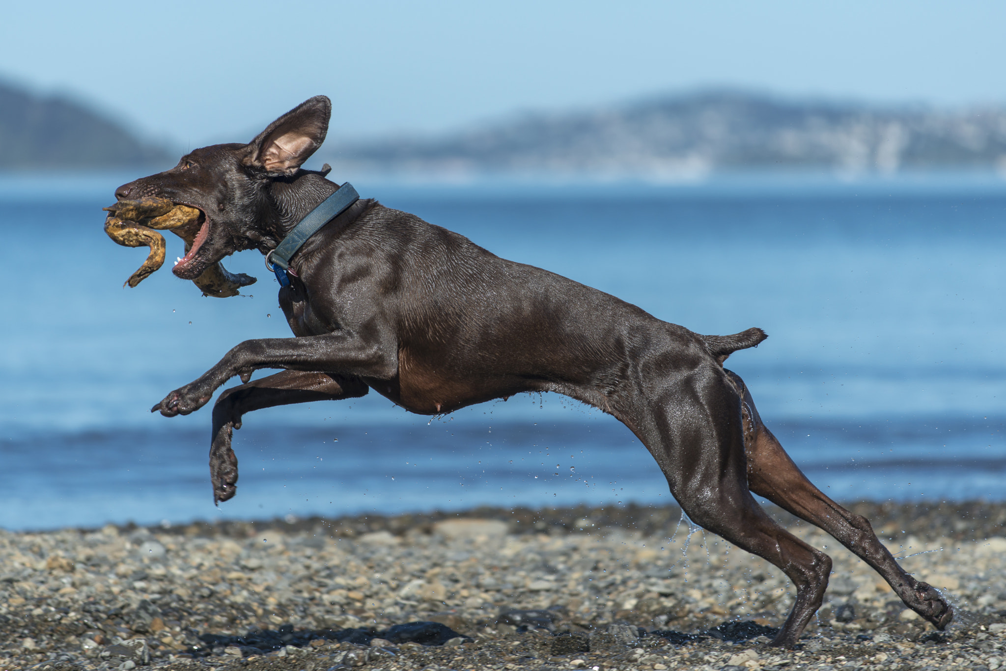 Nikon AF-S Nikkor 70-200mm F4G ED VR sample photo. Dog jumping after stick photography