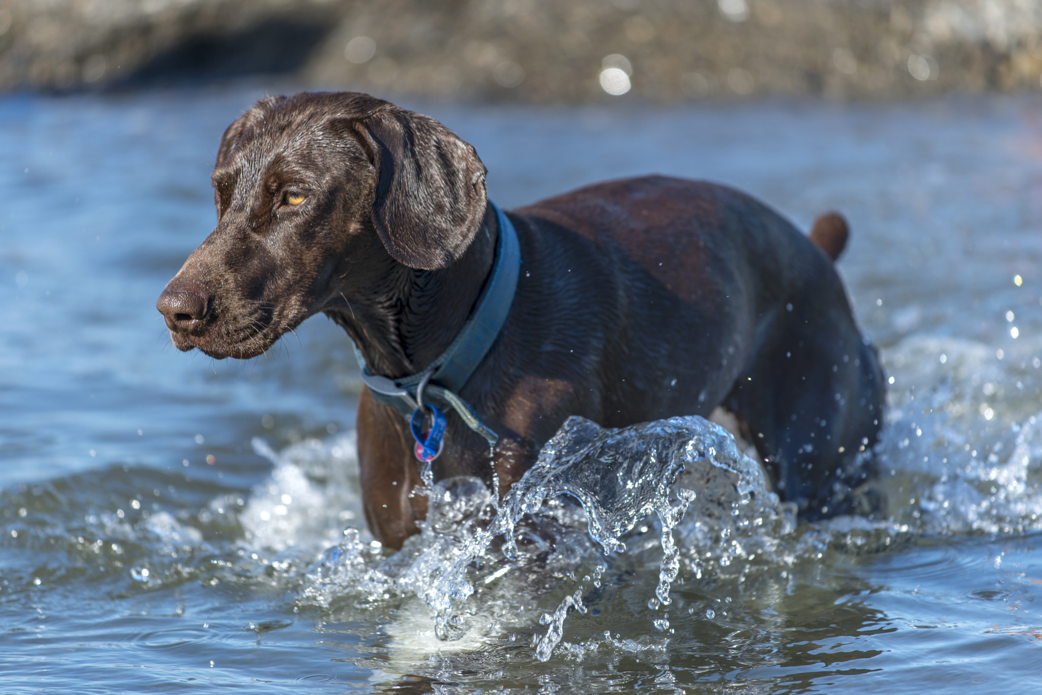 Nikon D800 + Nikon AF-S Nikkor 70-200mm F4G ED VR sample photo. Dog walking in water photography