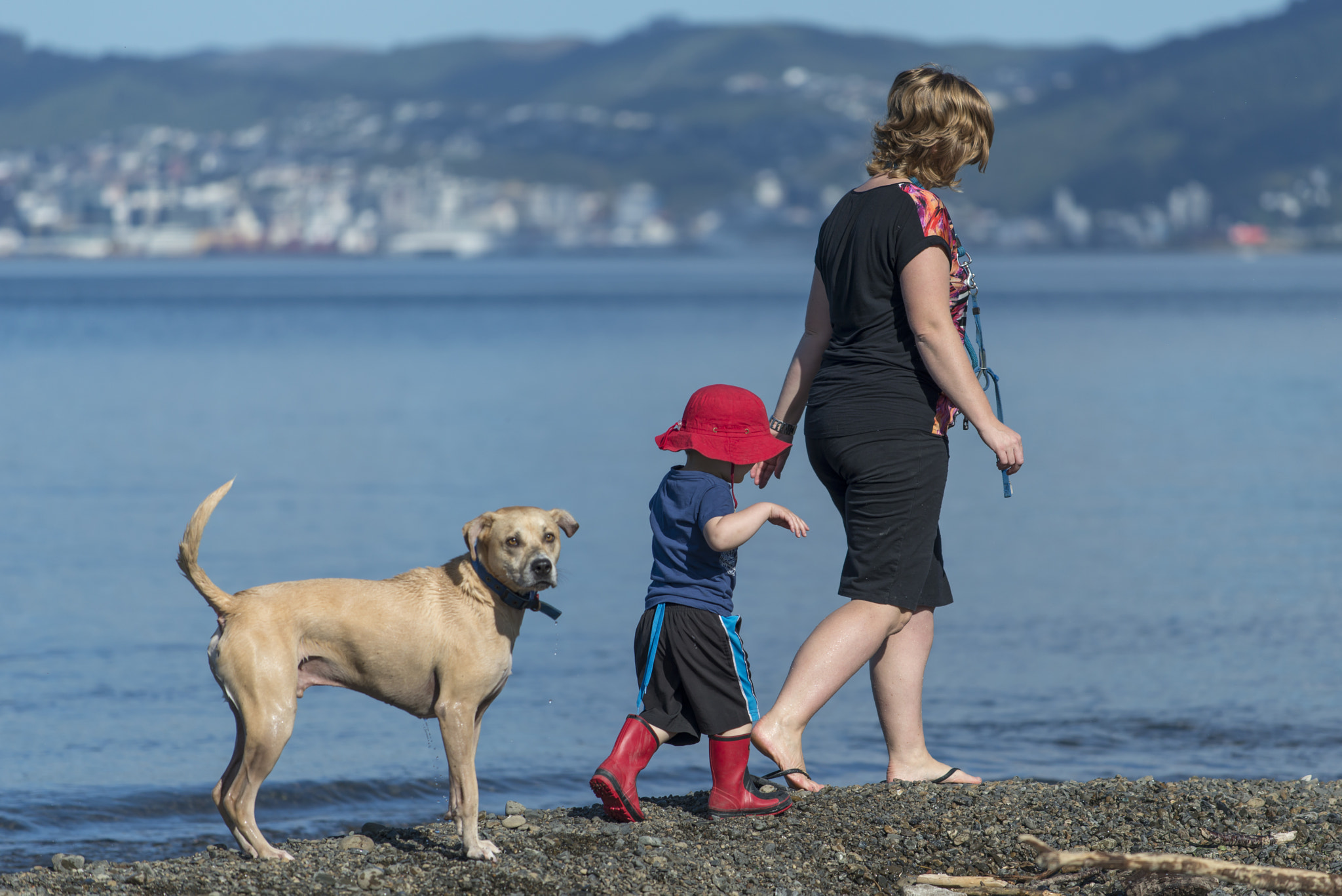 Nikon D800 + Nikon AF-S Nikkor 70-200mm F4G ED VR sample photo. Dog with family photography