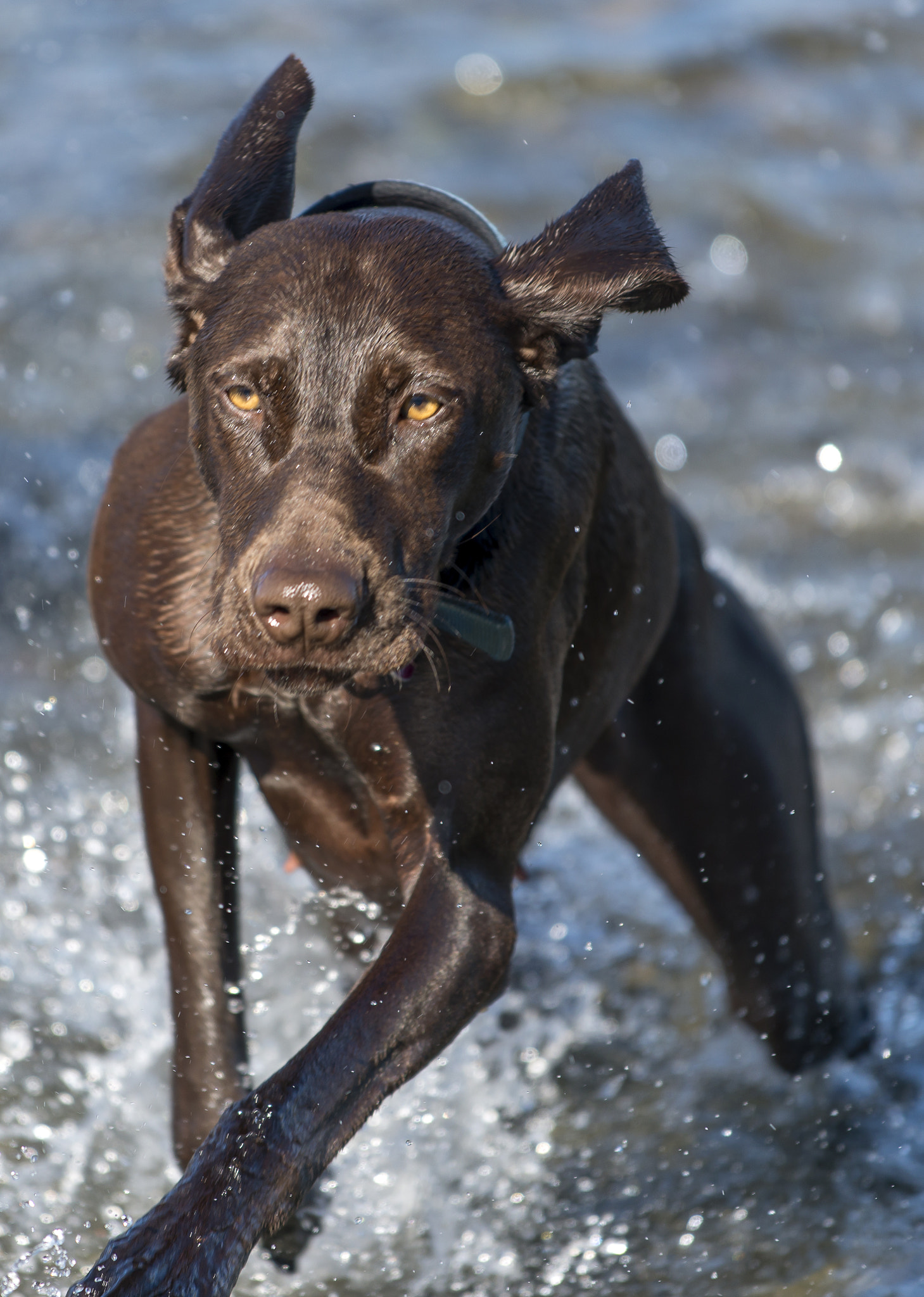 Nikon AF-S Nikkor 70-200mm F4G ED VR sample photo. Dog jumping out of water photography