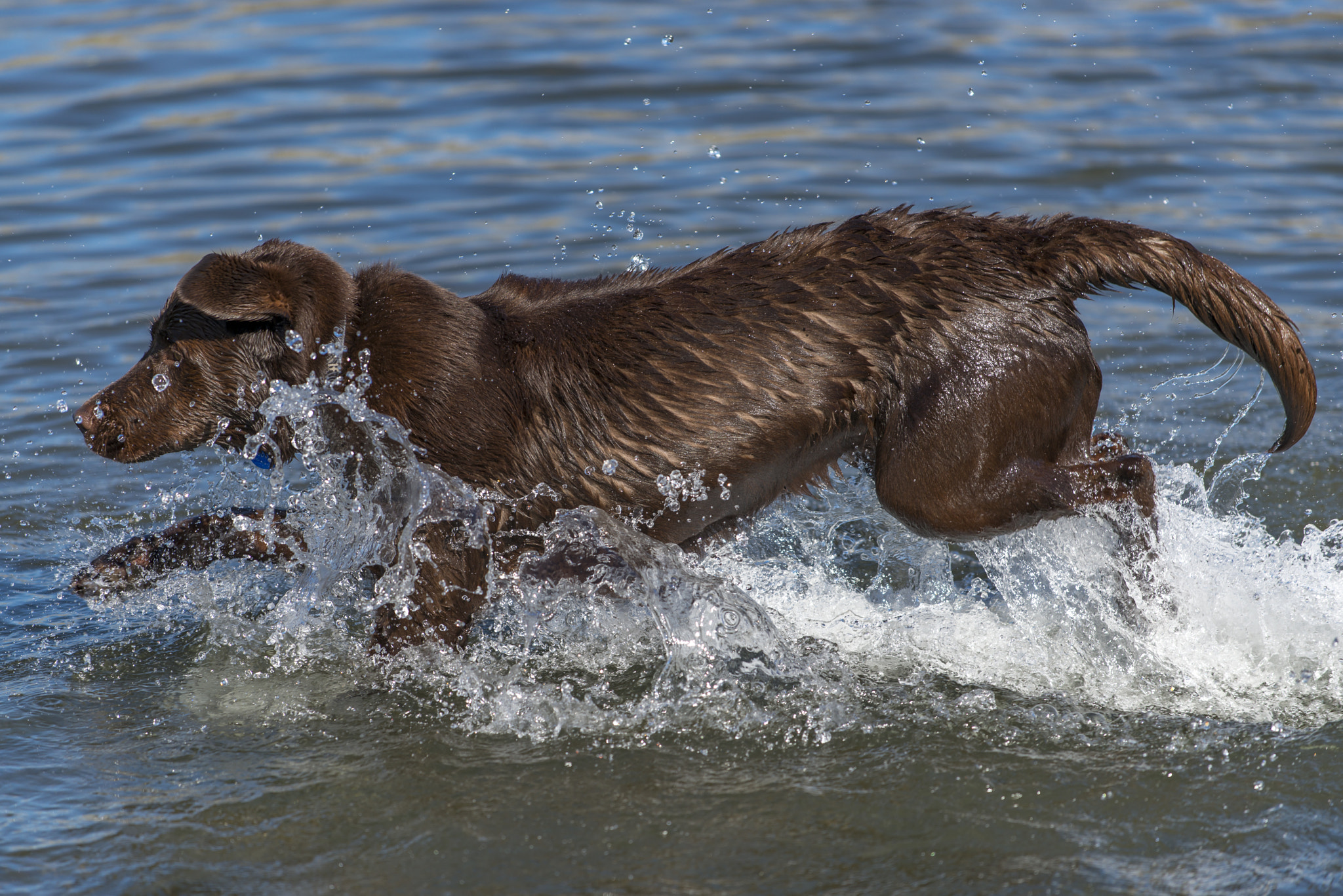 Nikon D800 + Nikon AF-S Nikkor 70-200mm F4G ED VR sample photo. Dog running through water photography