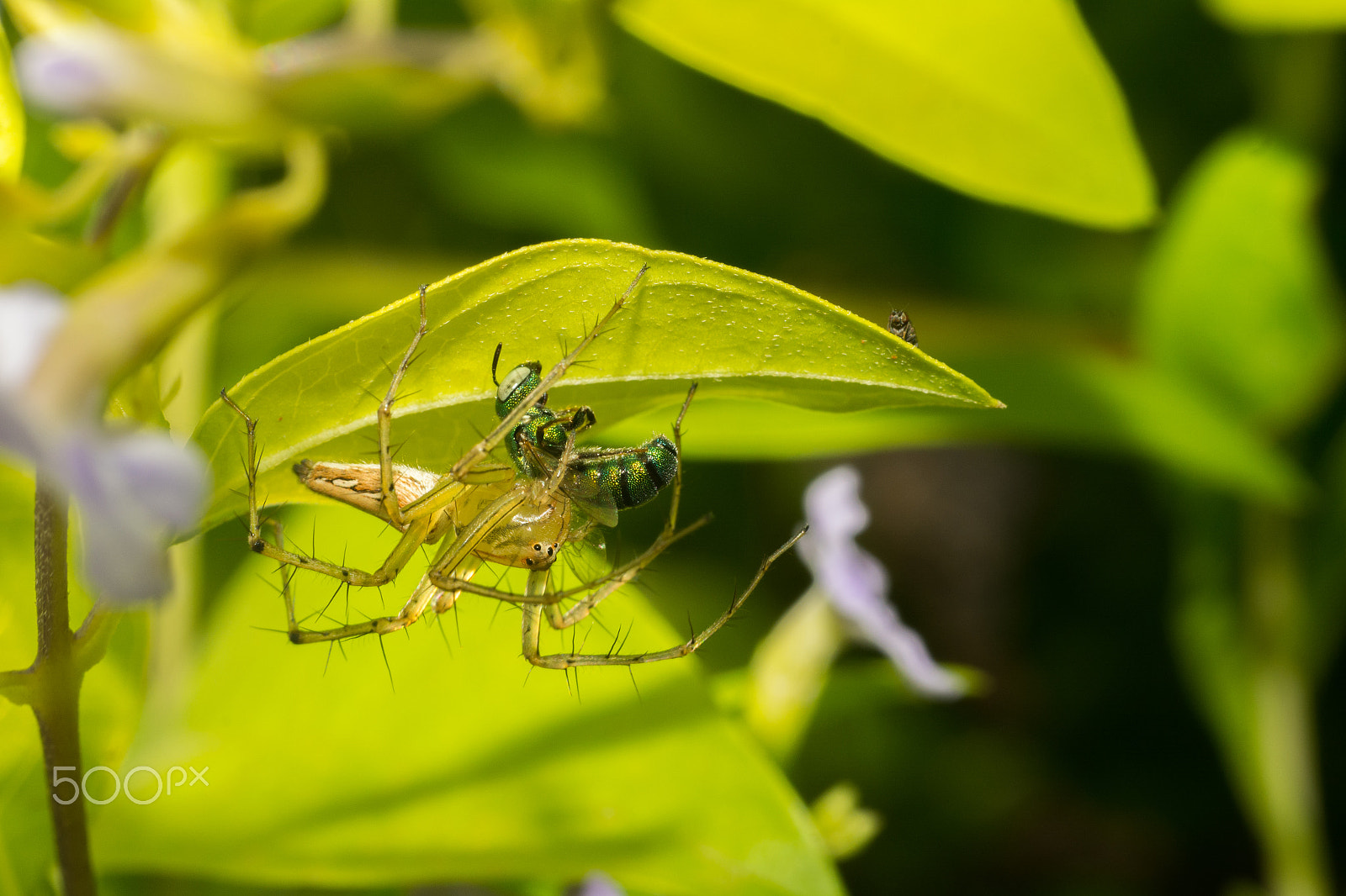 Nikon D5200 + Nikon AF Nikkor 50mm F1.8D sample photo. Earth day special! photography