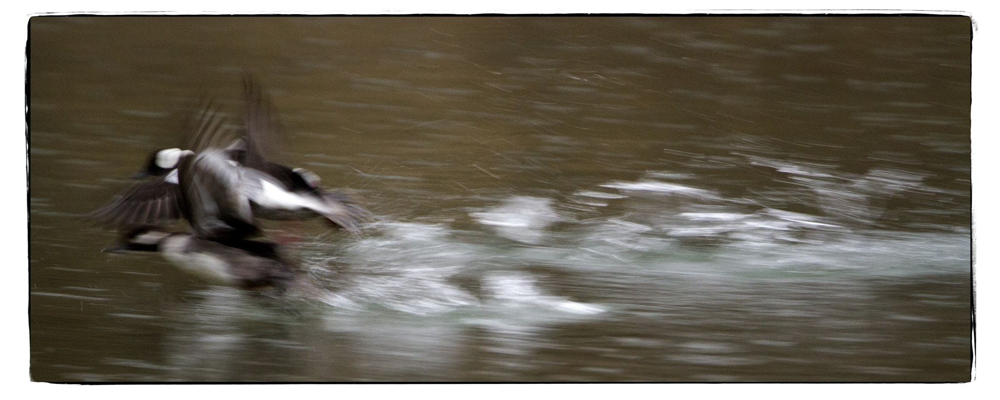 150-600mm F5-6.3 DG OS HSM | Contemporary 015 sample photo. Bufflehead in flight. photography