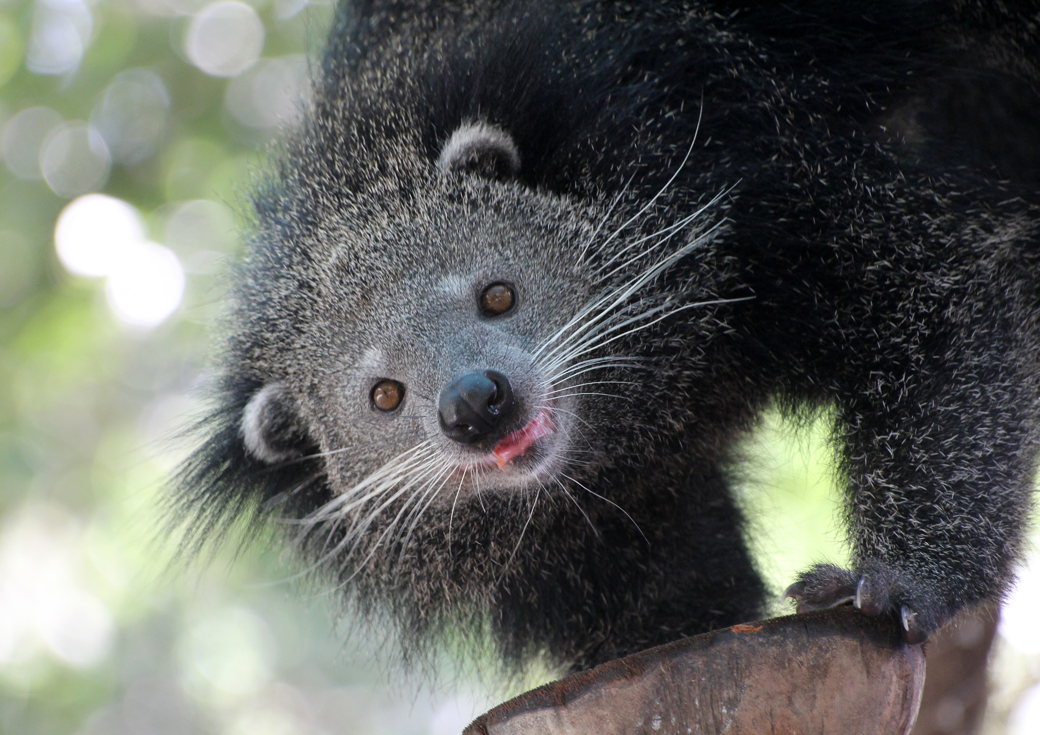Sigma 70-300mm F4-5.6 APO DG Macro sample photo. Arctictis binturong photography