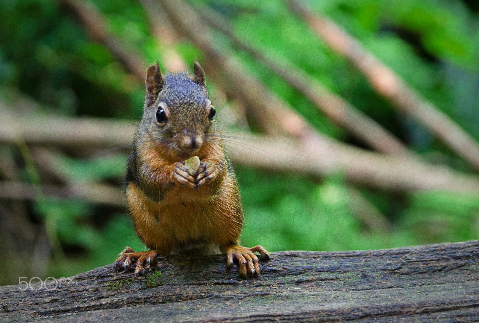 Nikon D7000 + Sigma 17-70mm F2.8-4 DC Macro OS HSM sample photo. Squirrel photography