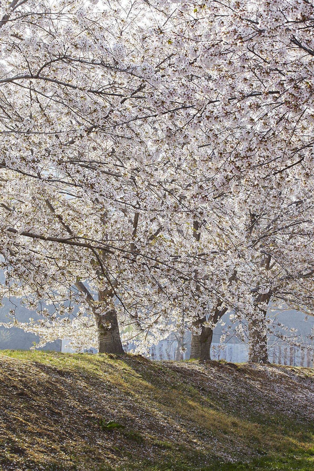 Canon EF 70-200mm F4L USM sample photo