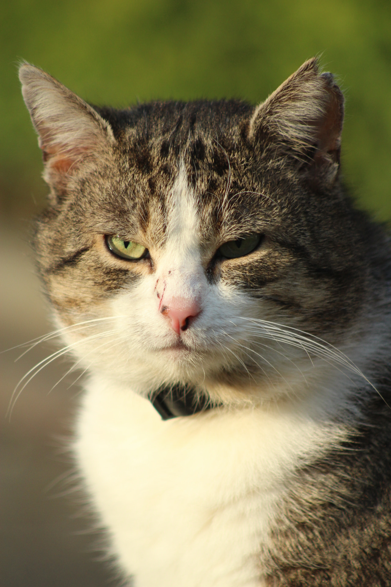 Canon EF 75-300mm f/4-5.6 USM sample photo. Moor photography
