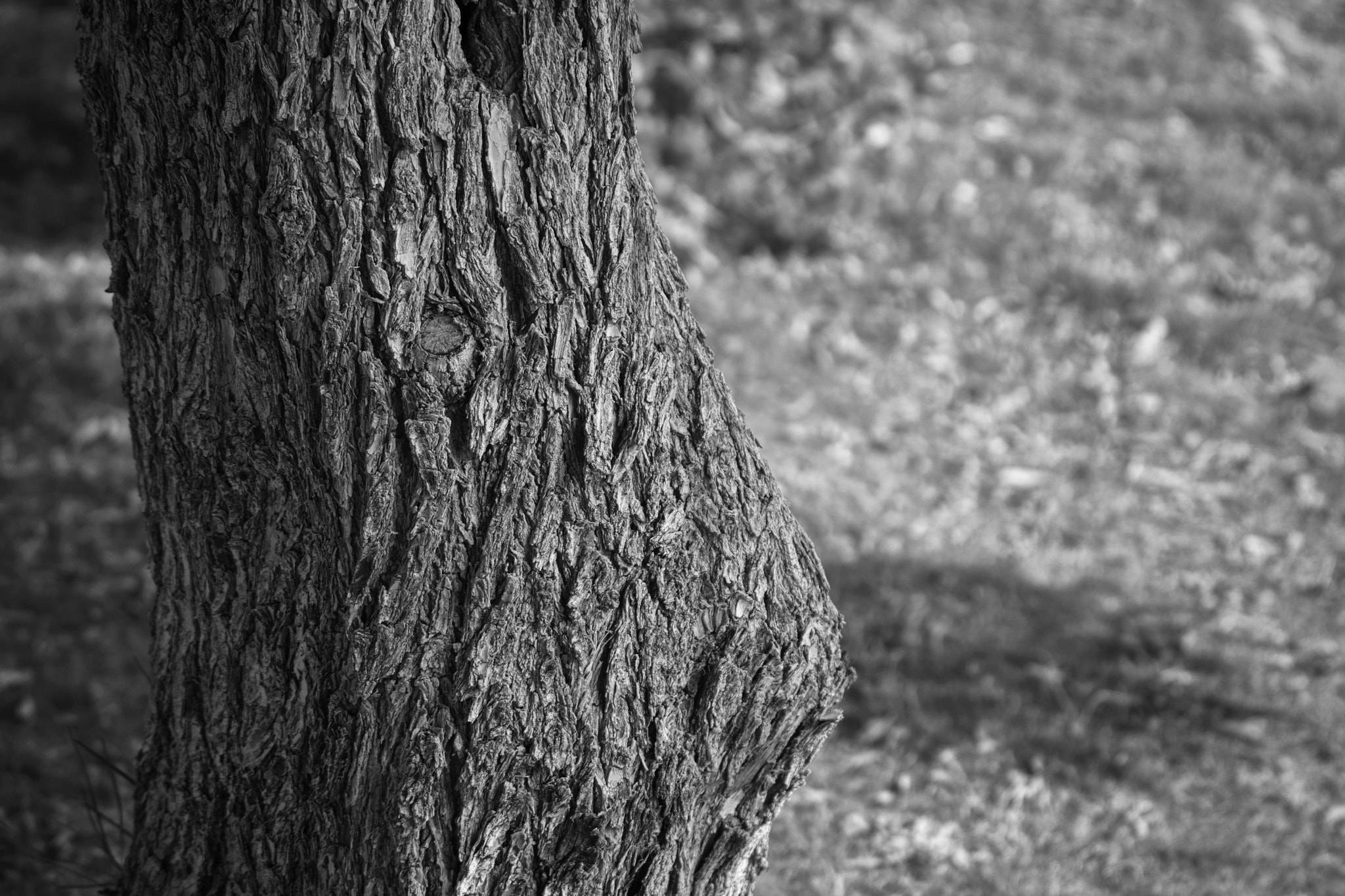 Sony a6000 + Sony FE 70-200mm F4 G OSS sample photo. Tree lump photography