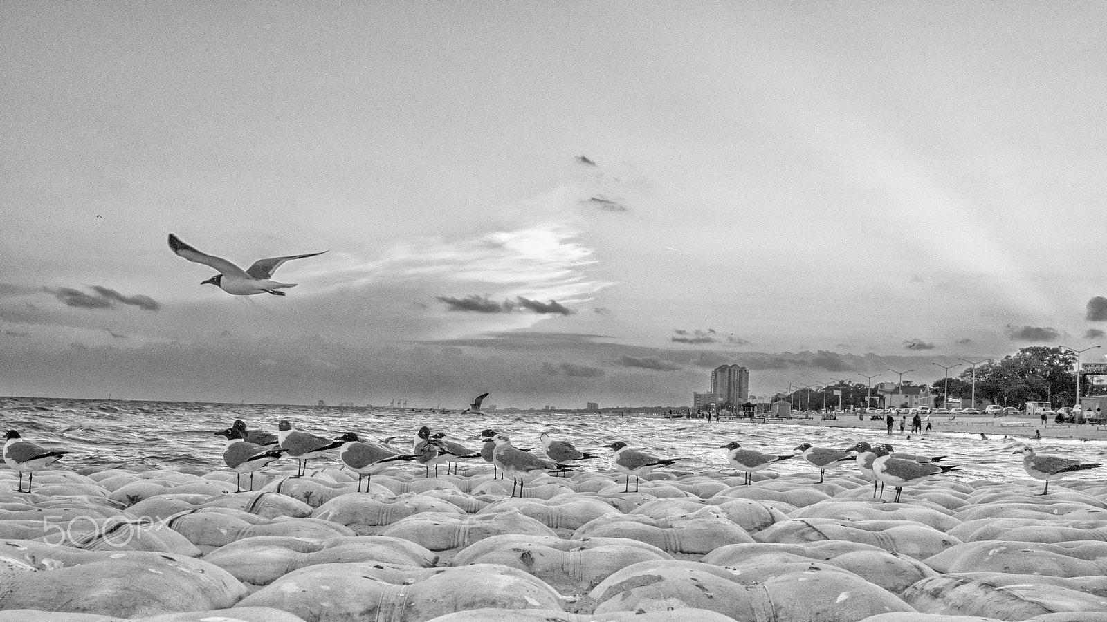 Nikon D750 sample photo. Seagulls photography