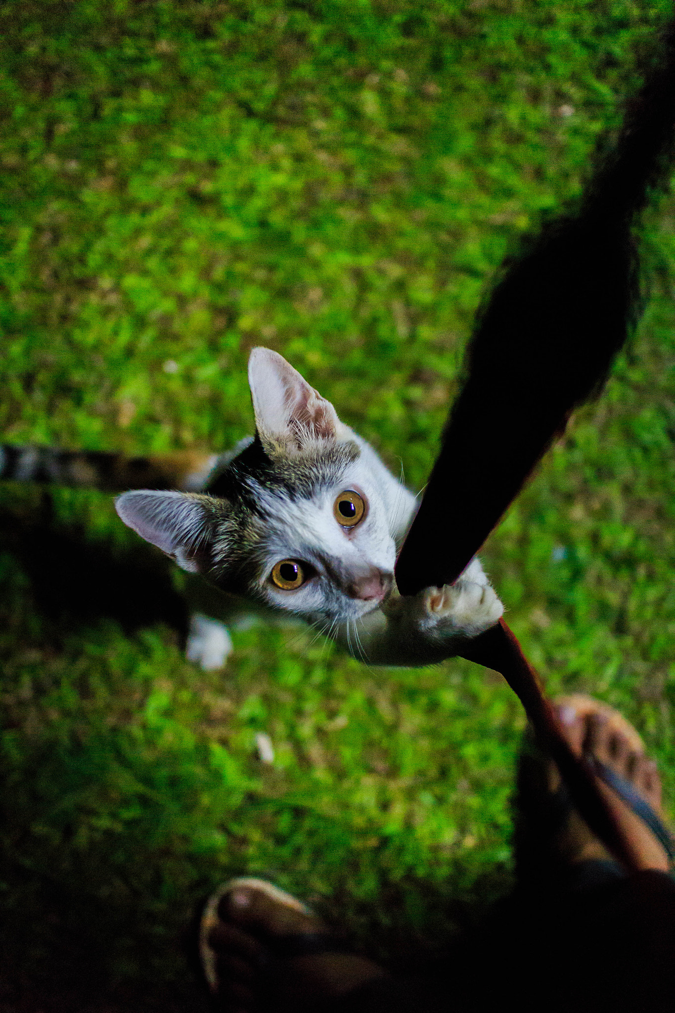 Canon EOS M + Canon EF-M 22mm F2 STM sample photo. Playful kitten photography