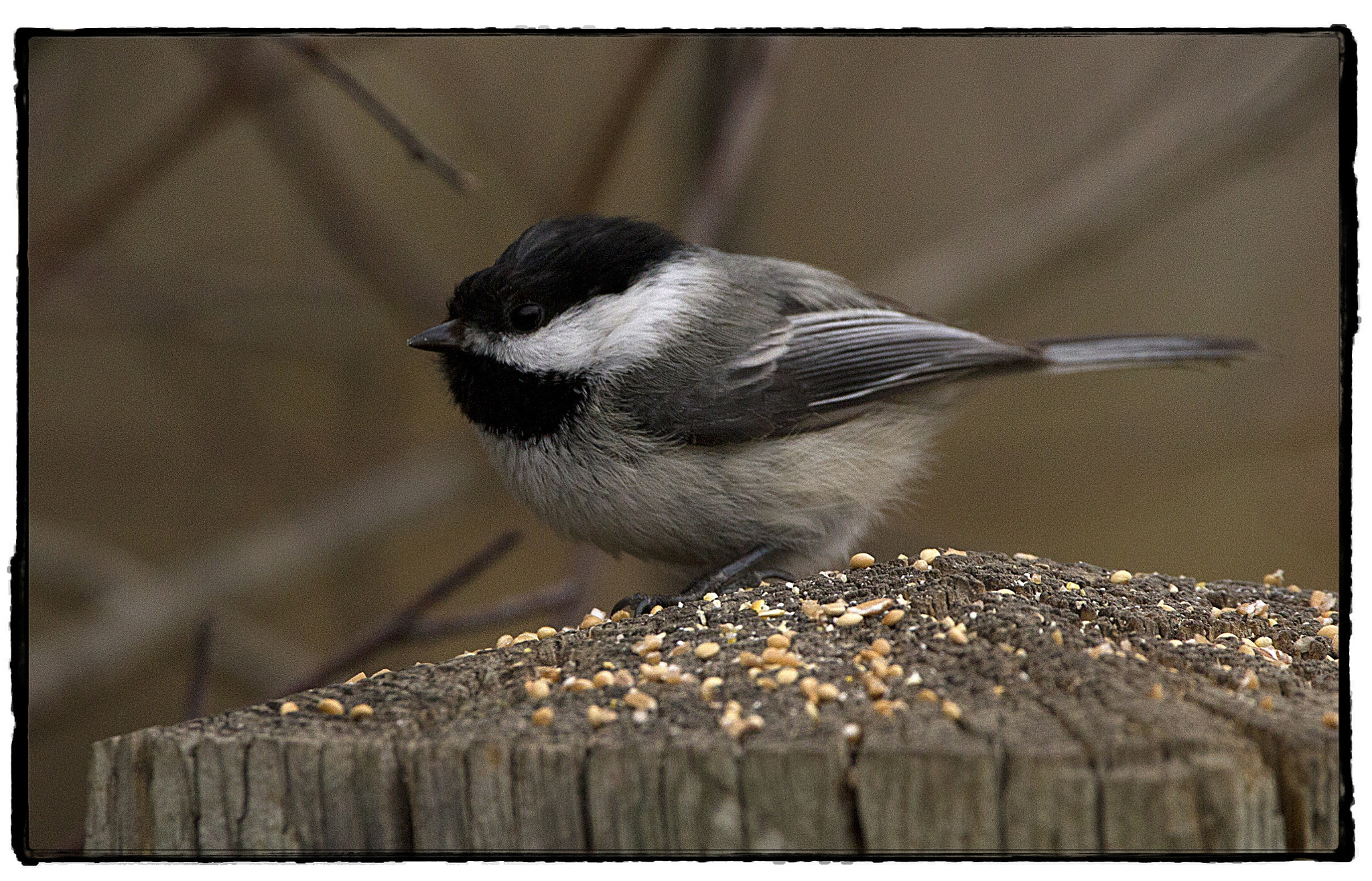 Canon EOS 7D + 150-600mm F5-6.3 DG OS HSM | Contemporary 015 sample photo. Black-capped chickadee. photography