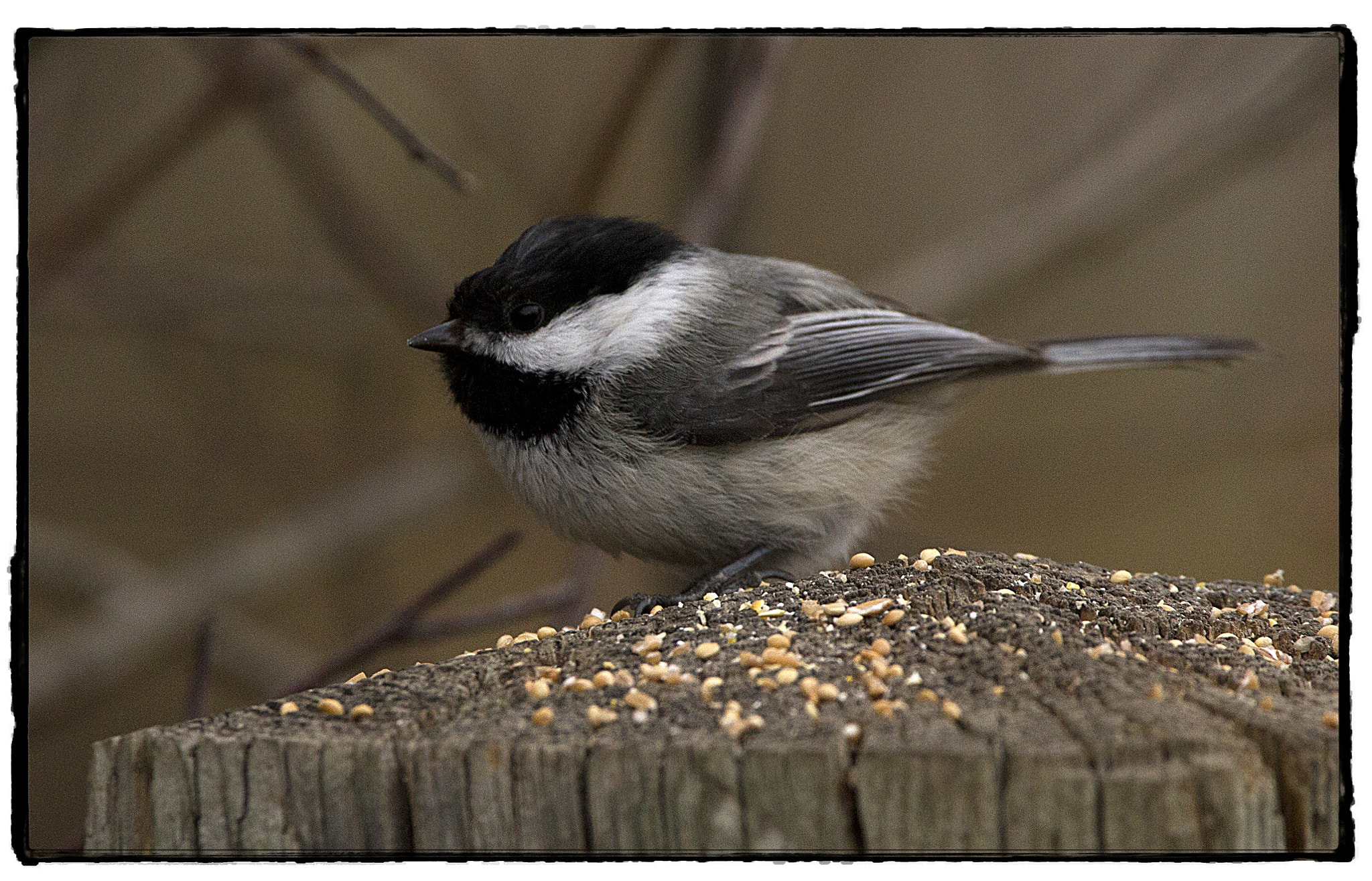 150-600mm F5-6.3 DG OS HSM | Contemporary 015 sample photo. Black-capped chickadee. photography