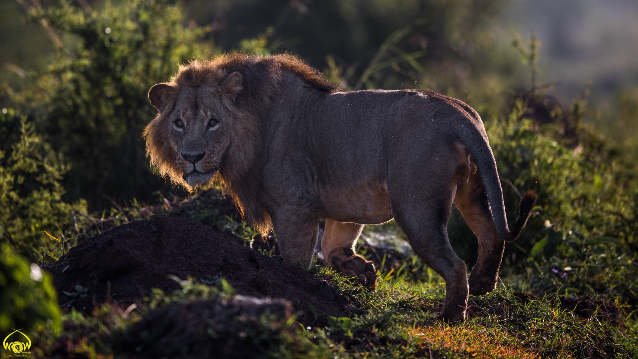 Canon EF 400mm F2.8L IS II USM sample photo. Backlit king! photography