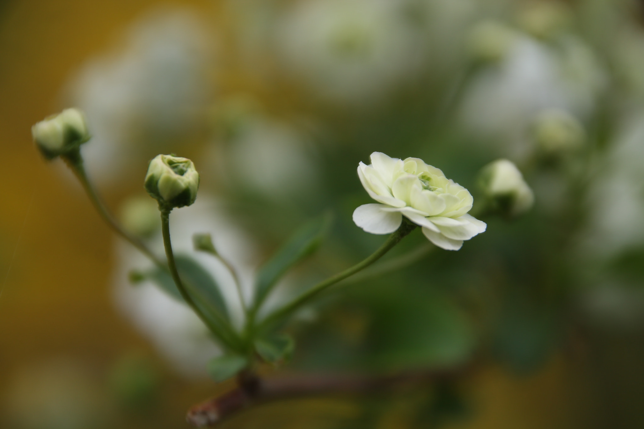 Sigma 18-250mm F3.5-6.3 DC OS HSM sample photo