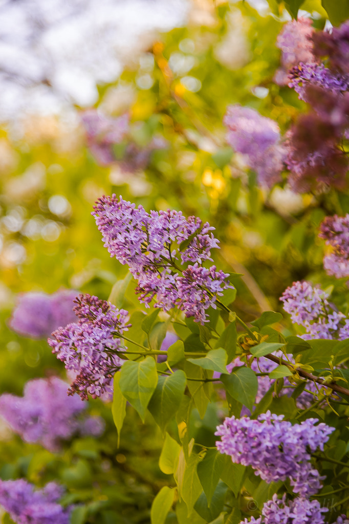 Nikon AF-S Nikkor 24-120mm F4G ED VR sample photo. Сирень…. photography