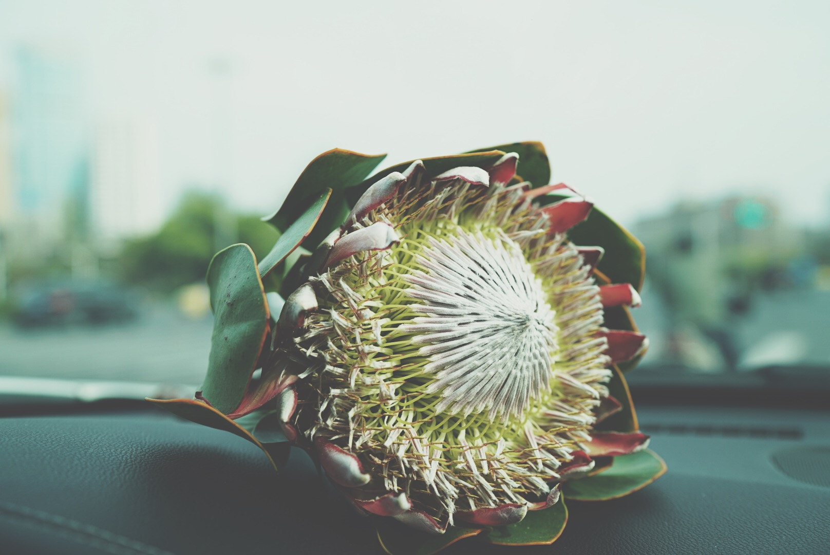 Sony a7R II + Sony Distagon T* FE 35mm F1.4 ZA sample photo