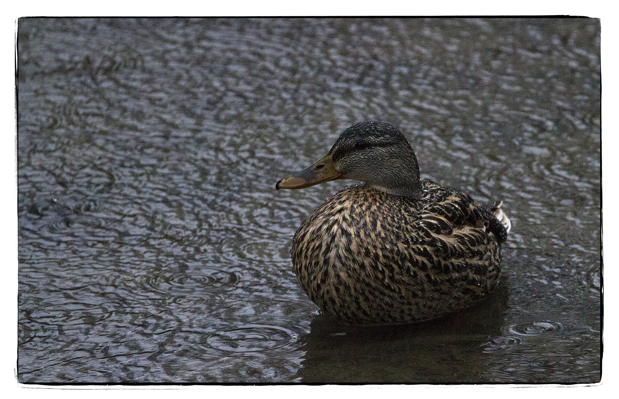 150-600mm F5-6.3 DG OS HSM | Contemporary 015 sample photo. Mallard in the rain. photography