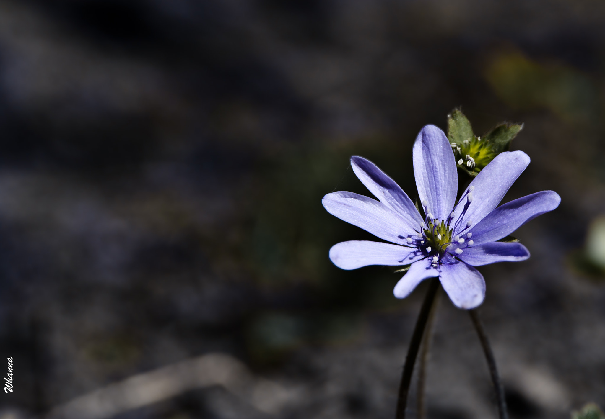 Canon EOS 60D sample photo. Always living in tomorrow photography