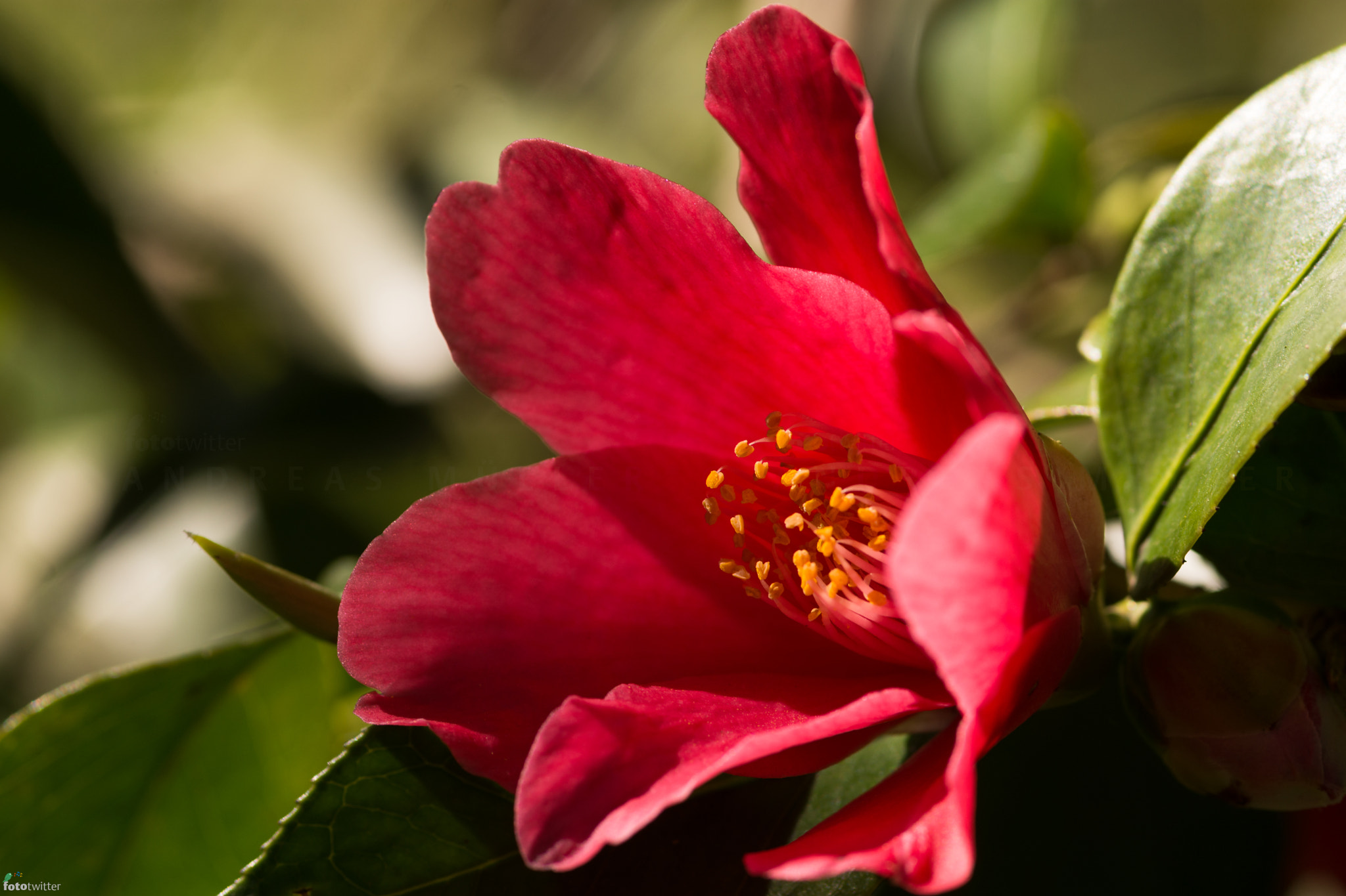 Nikon D7200 + Sigma 105mm F2.8 EX DG Macro sample photo. Spring-stars: camellia photography