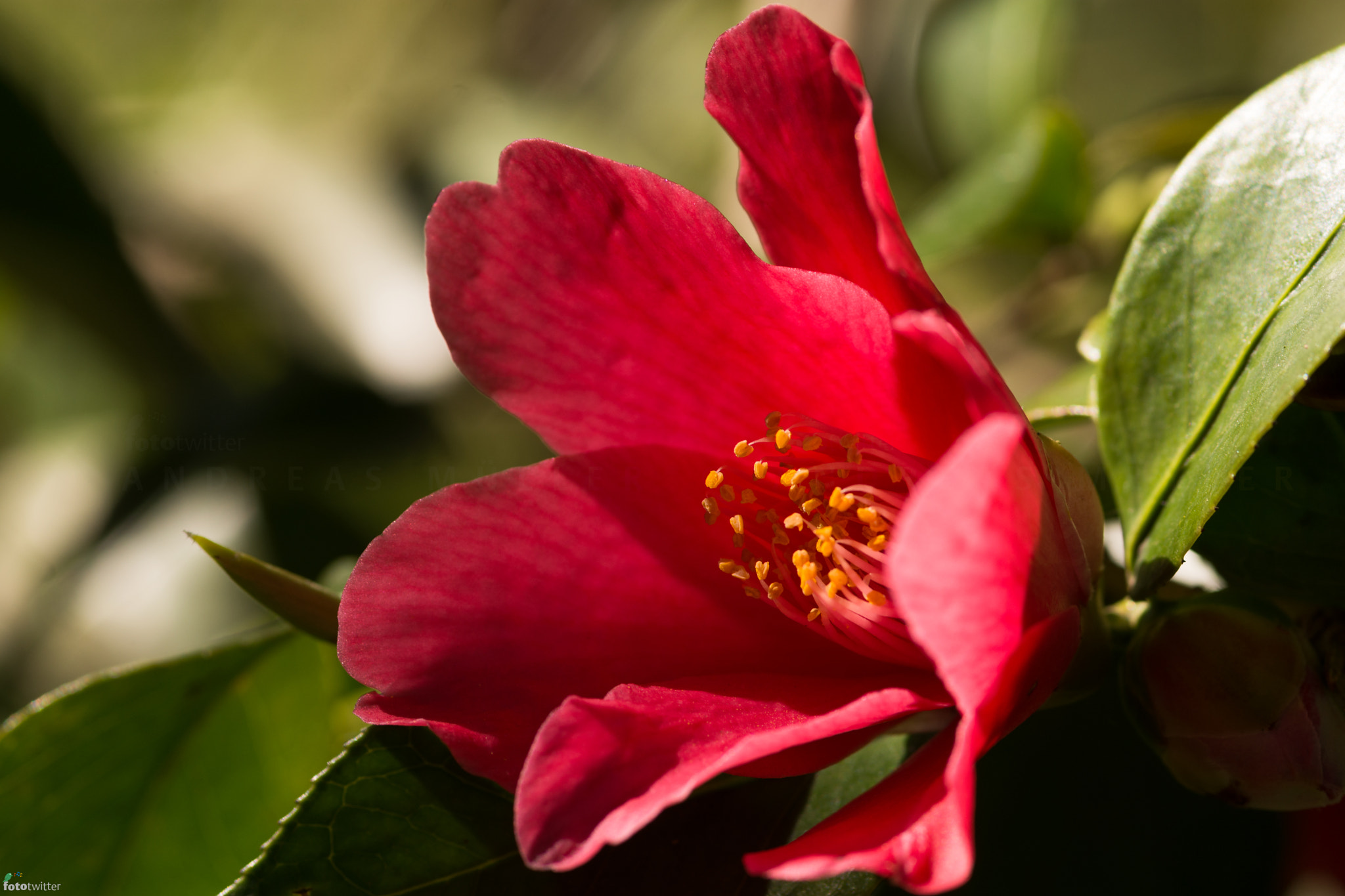 Sigma 105mm F2.8 EX DG Macro sample photo. Spring-stars: camellia photography