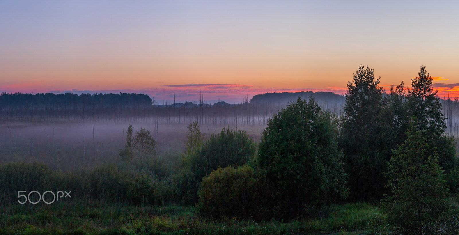 Canon EF 24-70mm F4L IS USM sample photo. "ghosts of the foggy wetlands" photography