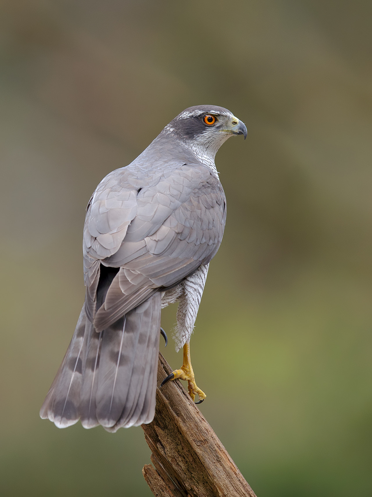 Canon EOS-1D X sample photo. Northern goshawk, male.  photography