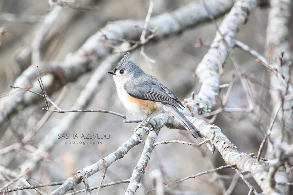 Canon EOS 500D (EOS Rebel T1i / EOS Kiss X3) + Canon EF-S 55-250mm F4-5.6 IS sample photo. Tufted titmouse photography