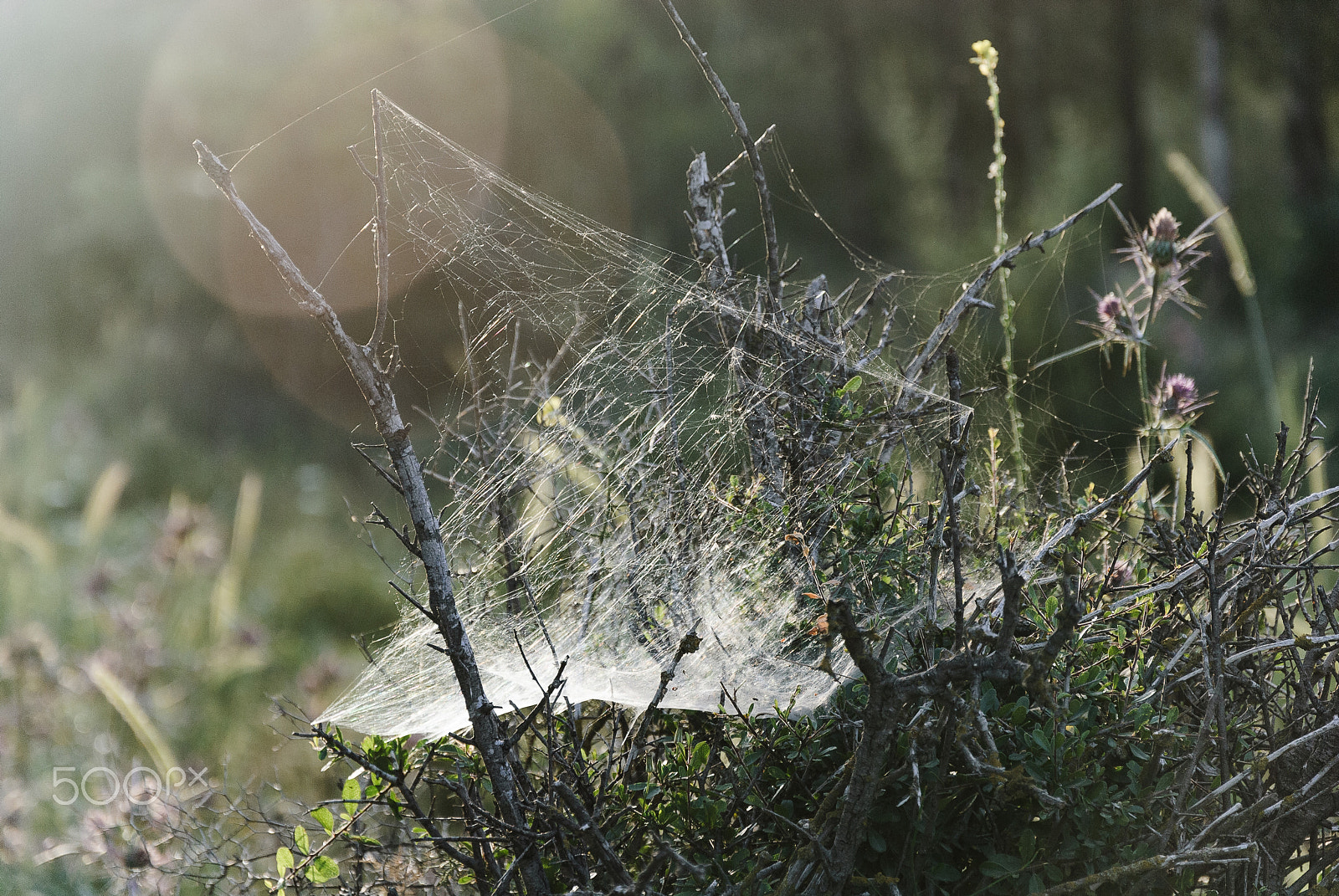 Nikon D3000 sample photo. Cobweb photography