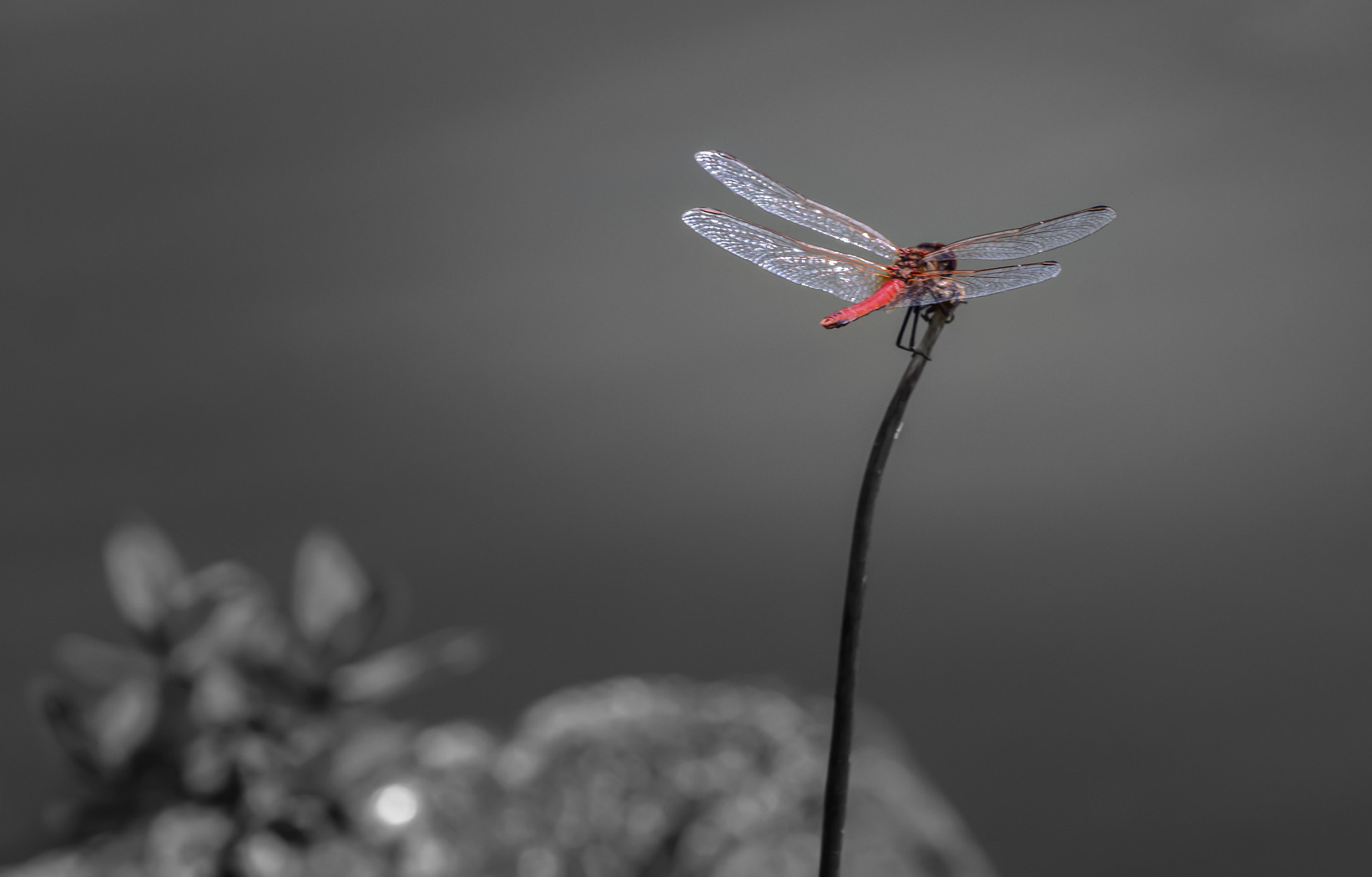 Sony DT 18-135mm F3.5-5.6 SAM sample photo. Libelle... photography