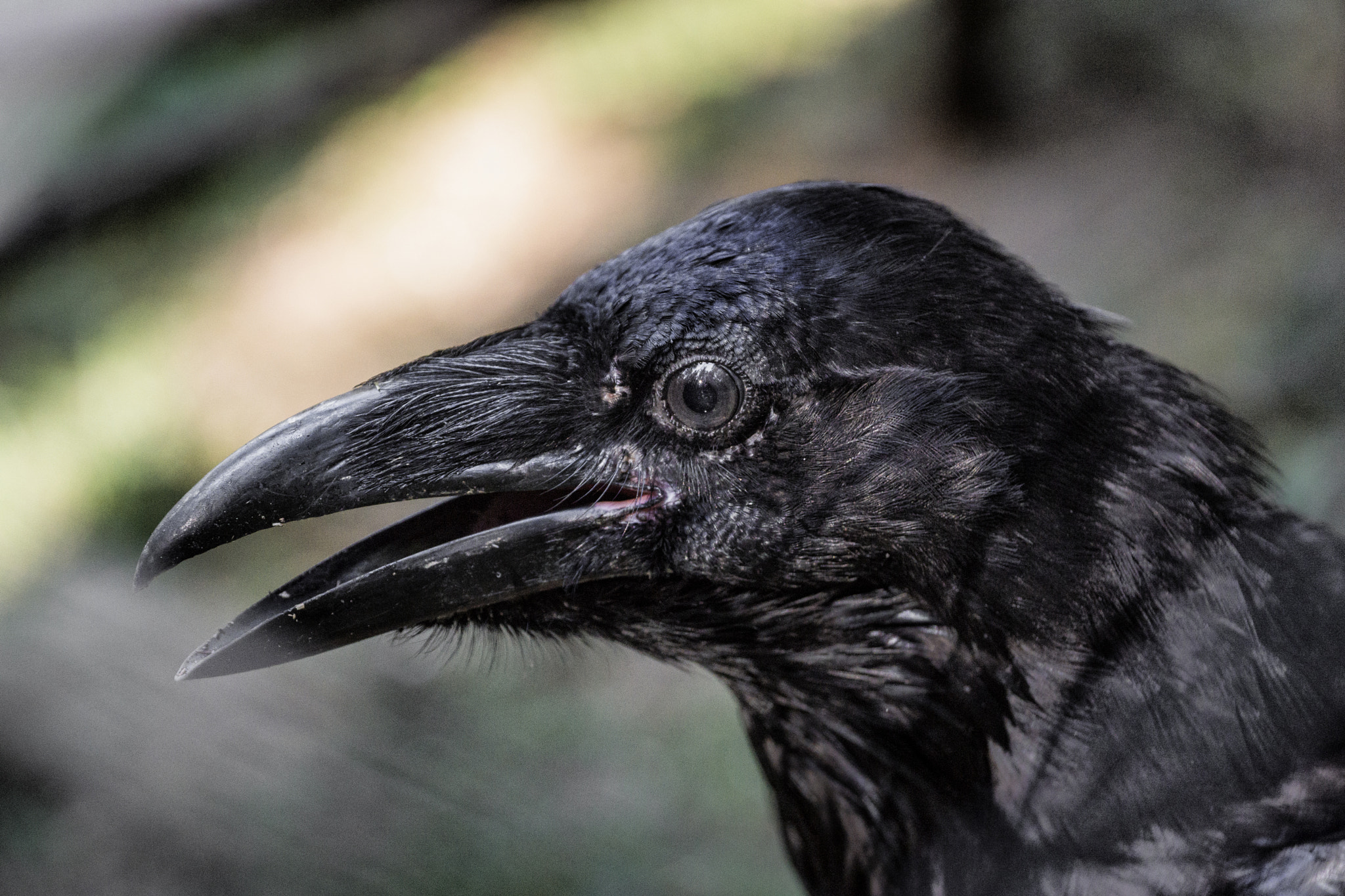 Sony DT 18-135mm F3.5-5.6 SAM sample photo. Raven.... photography