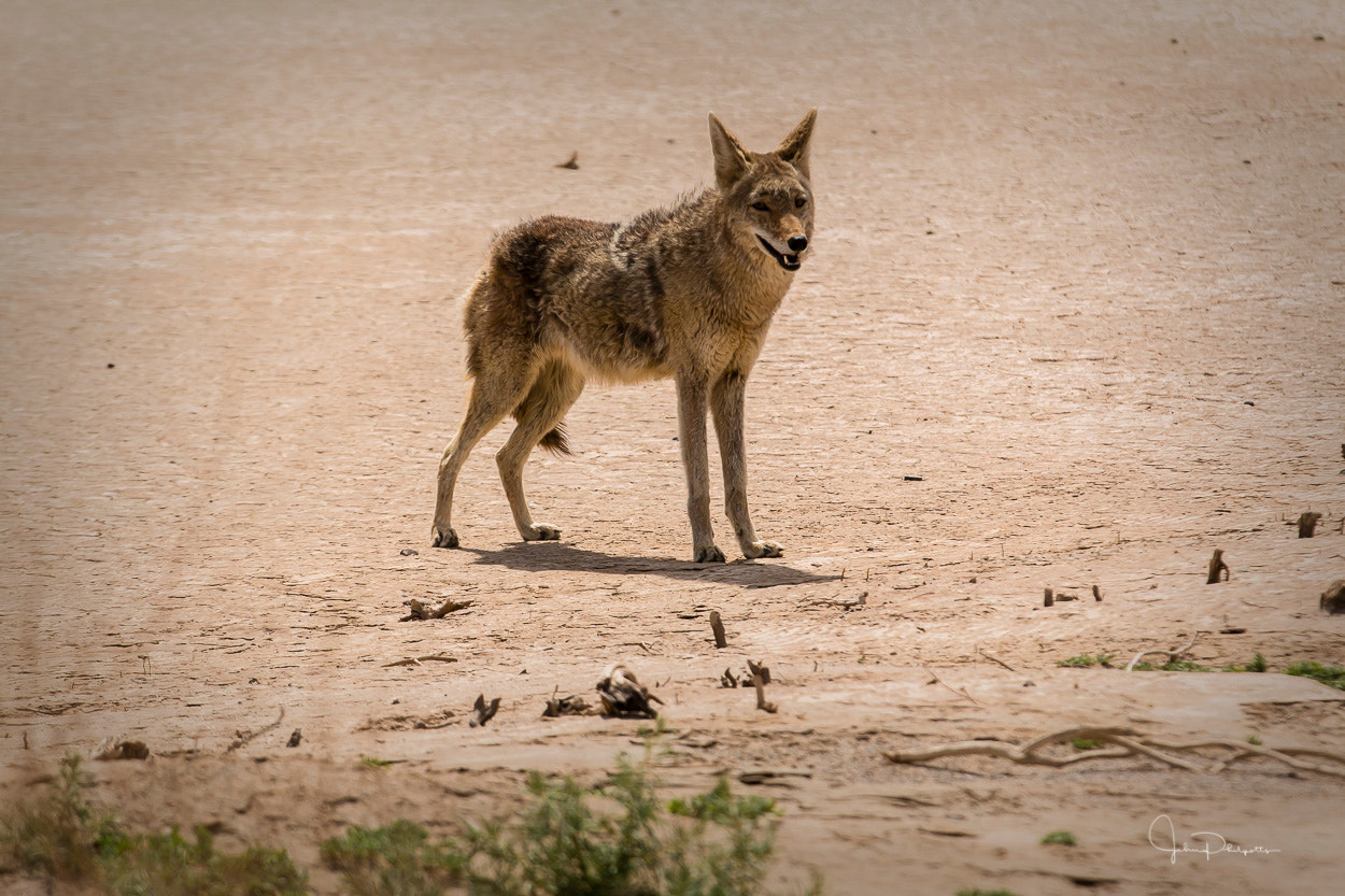 Canon EF 70-200mm F2.8L IS II USM sample photo. Death valley photography